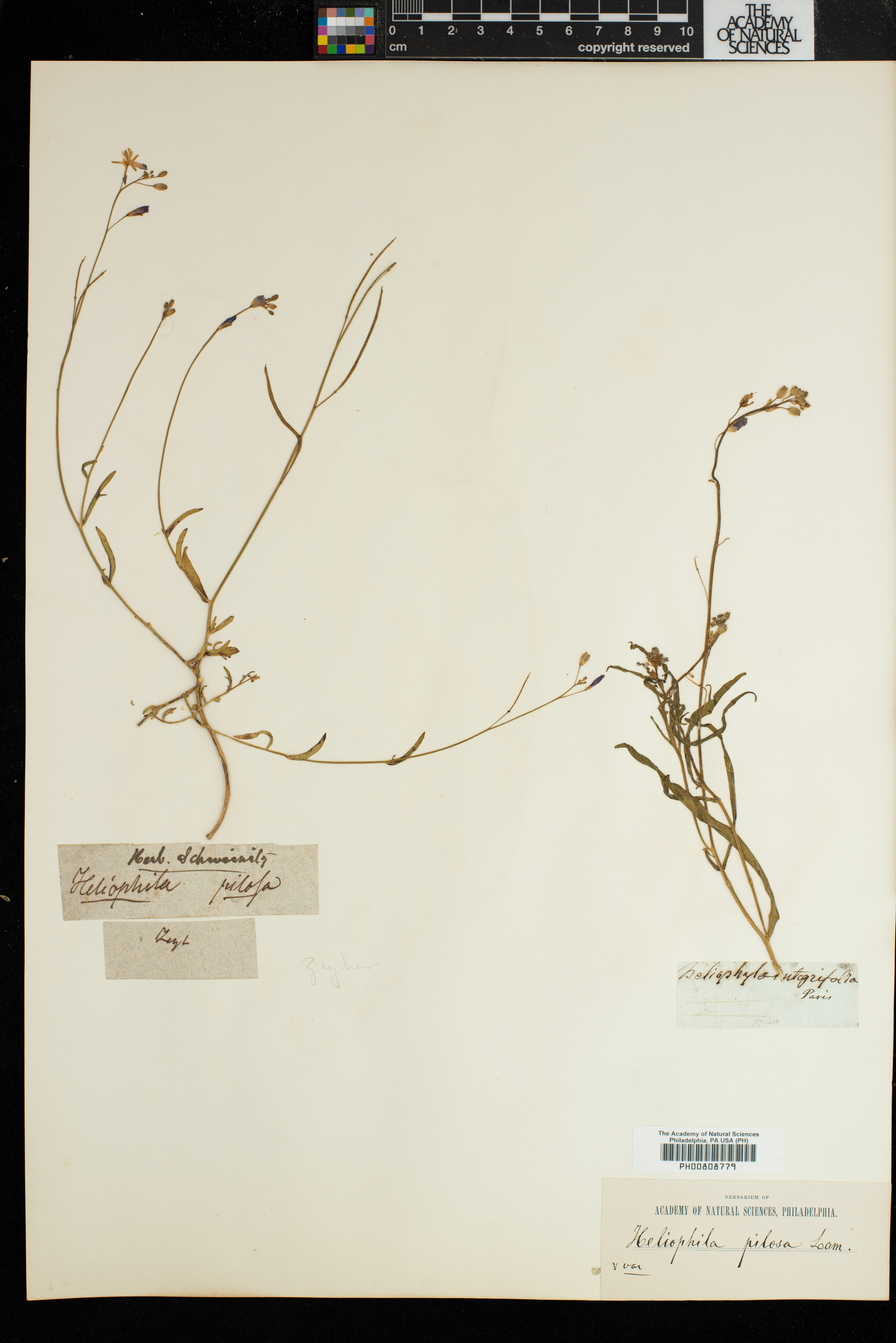Heliophila integrifolia image