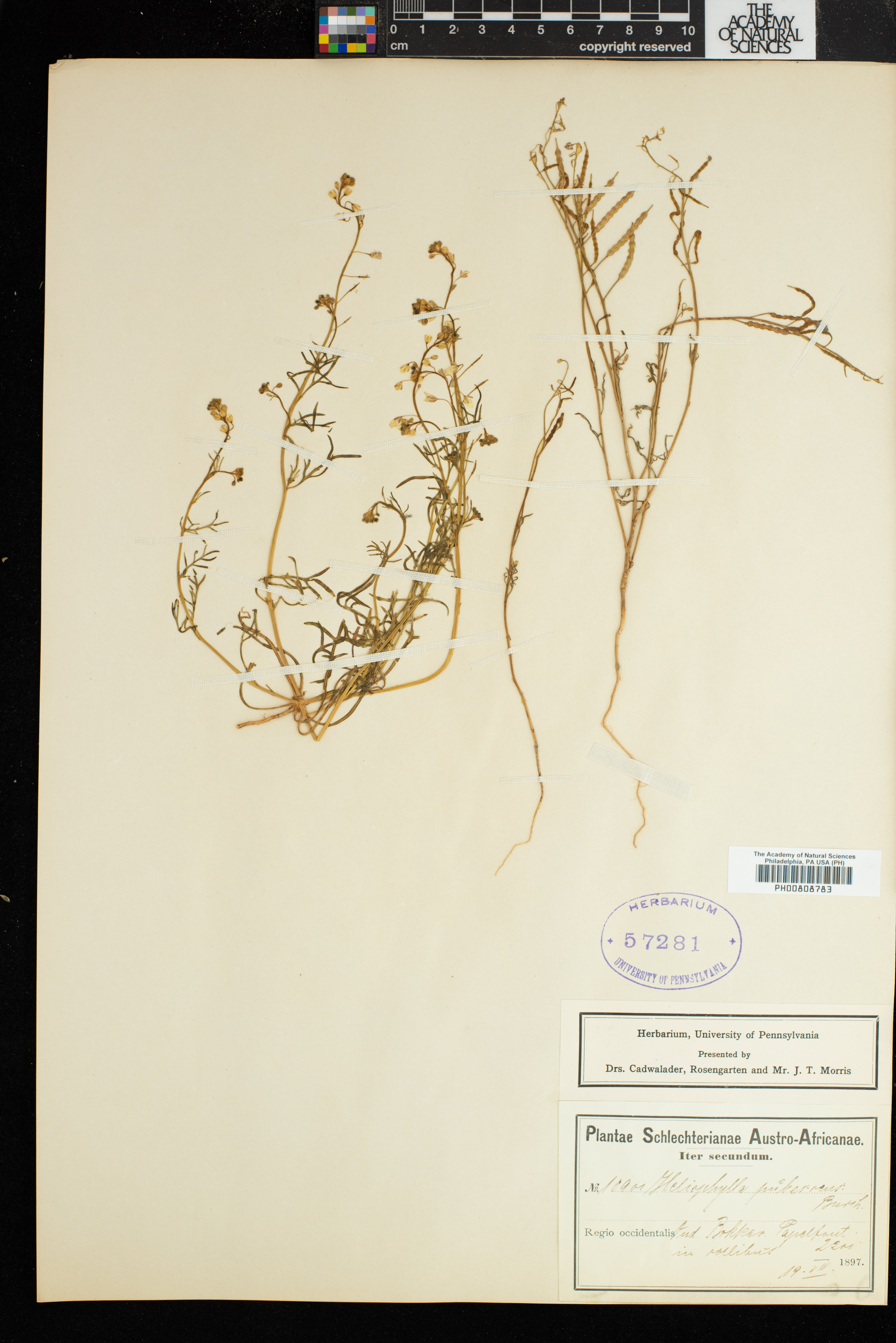 Heliophila pubescens image