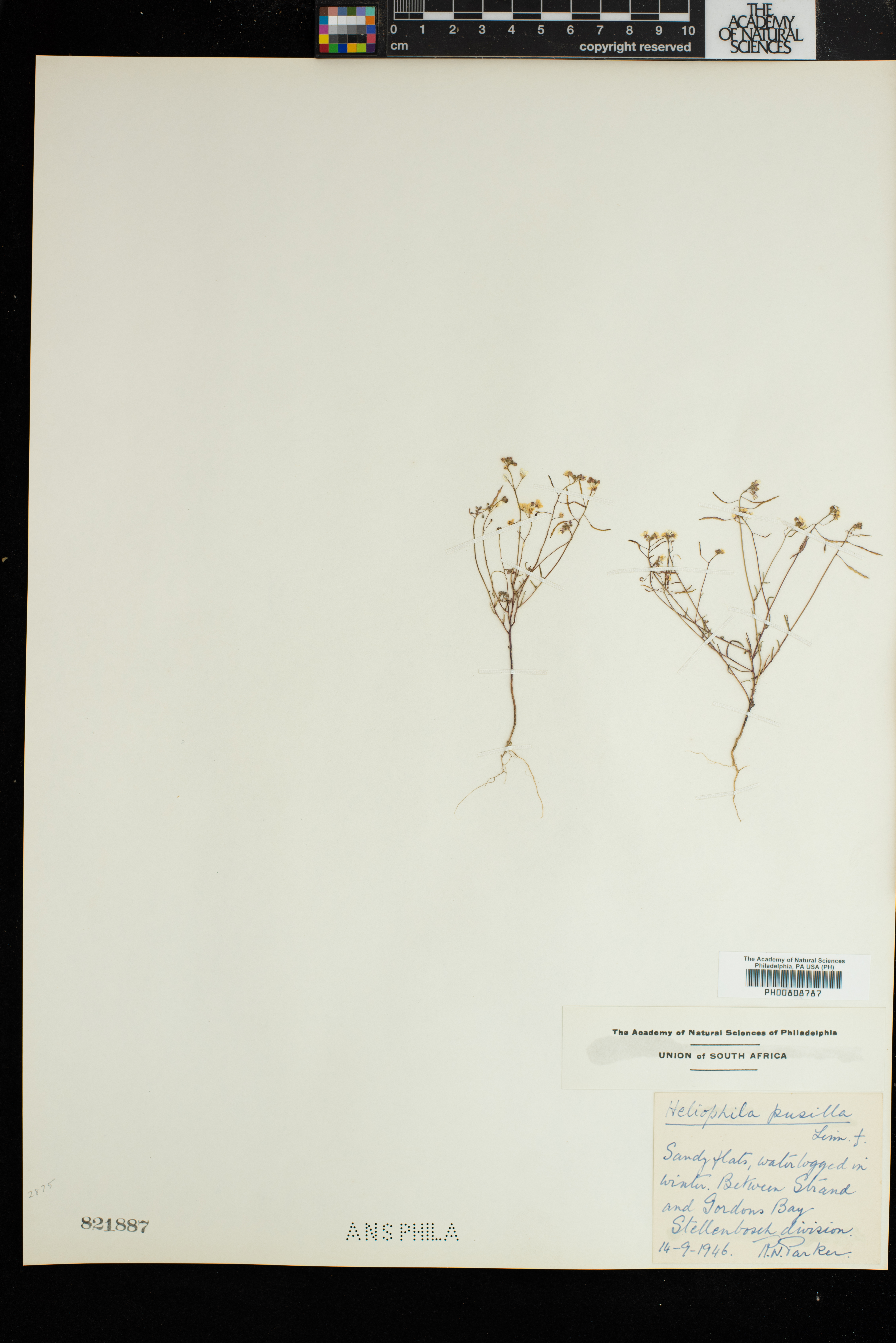 Heliophila pusilla image