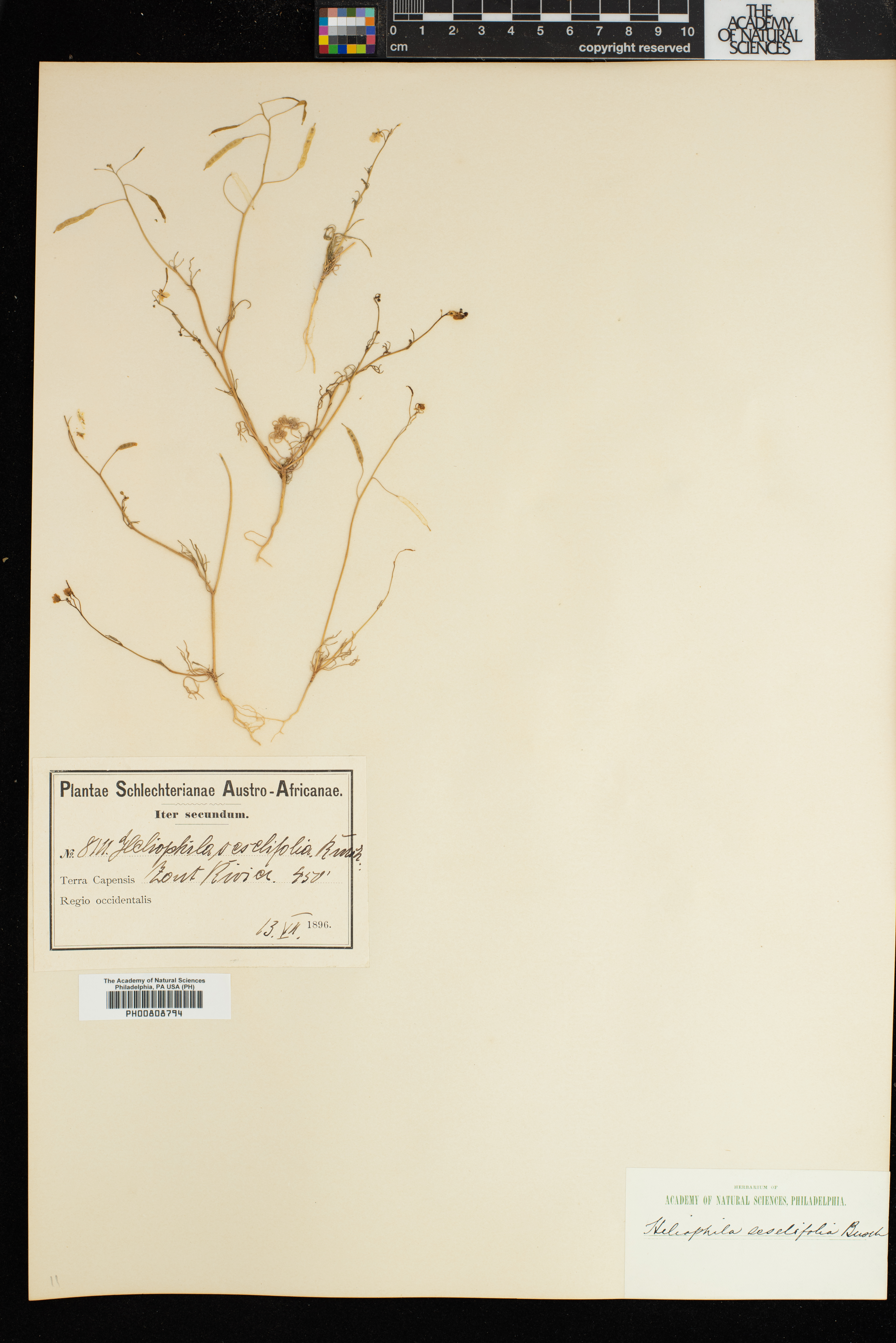 Heliophila seselifolia image