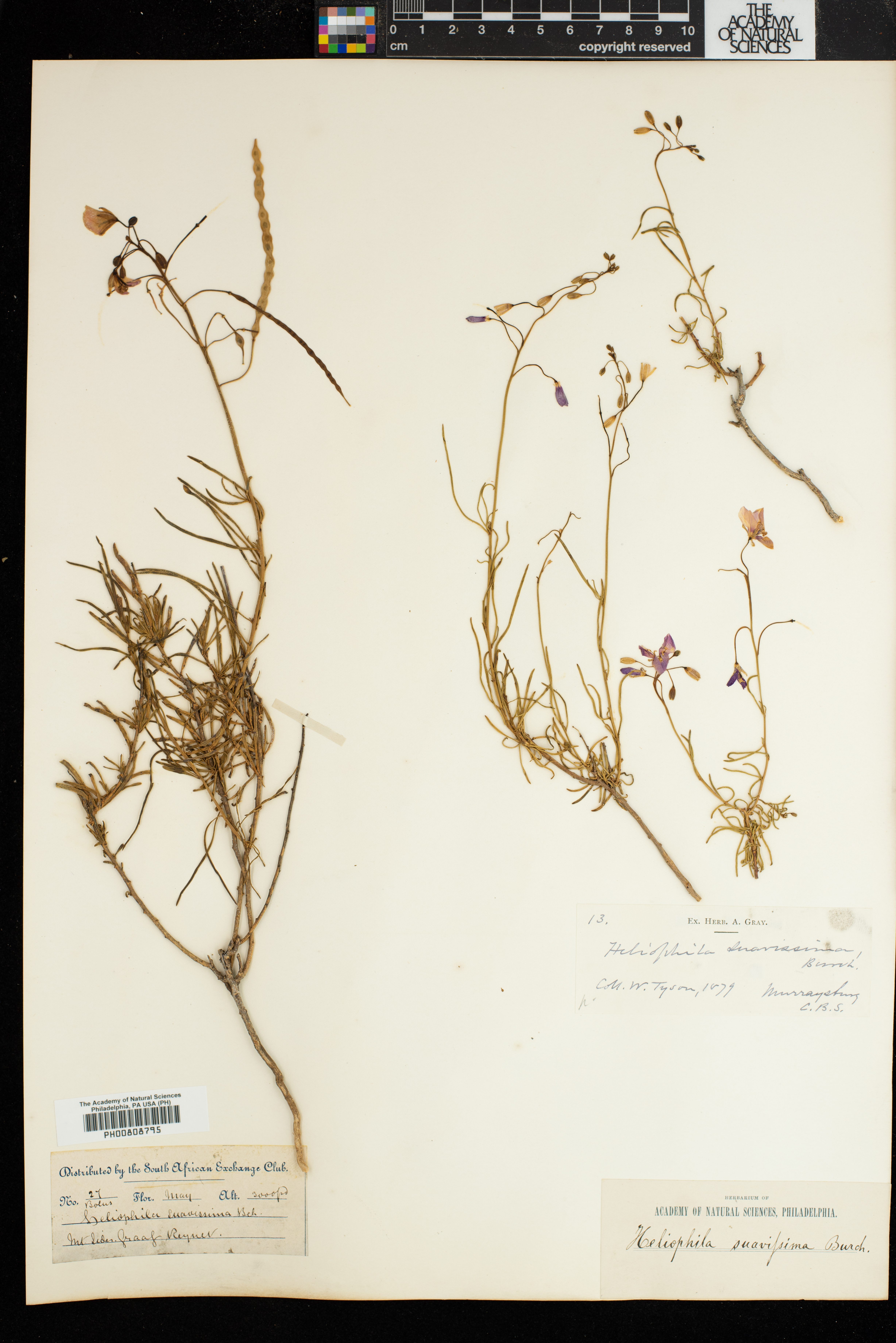 Heliophila suavissima image