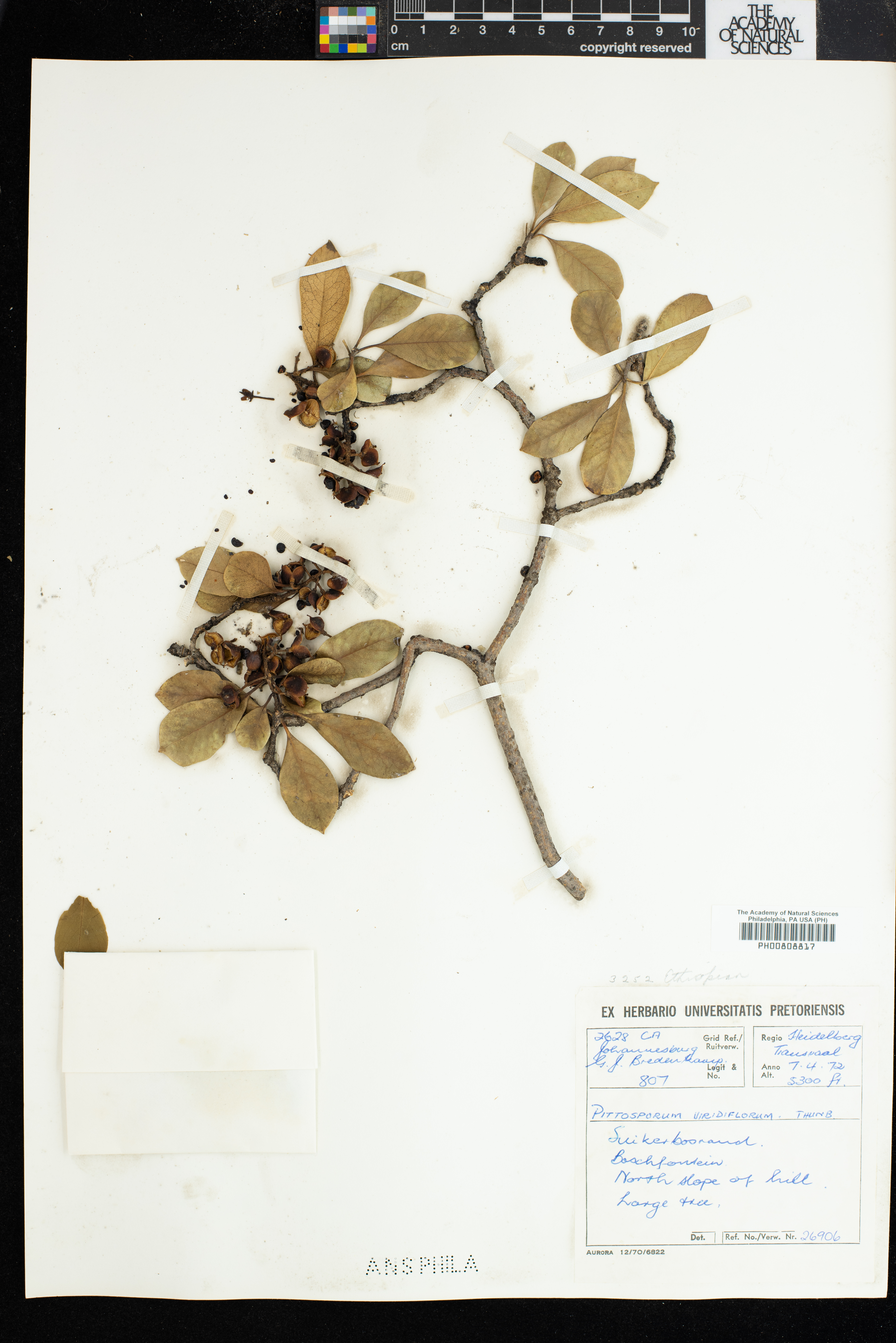 Pittosporaceae image