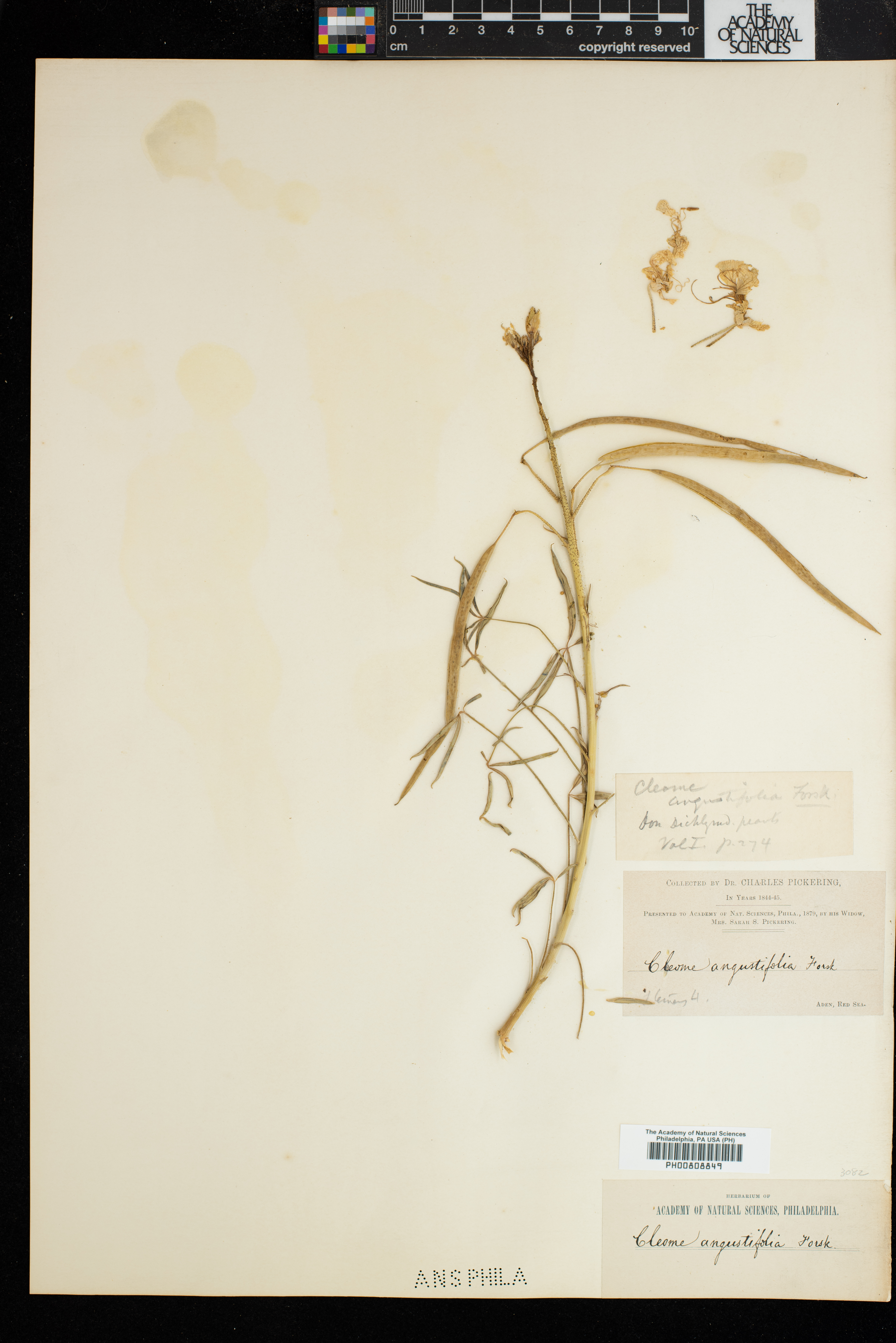 Coalisina angustifolia subsp. angustifolia image