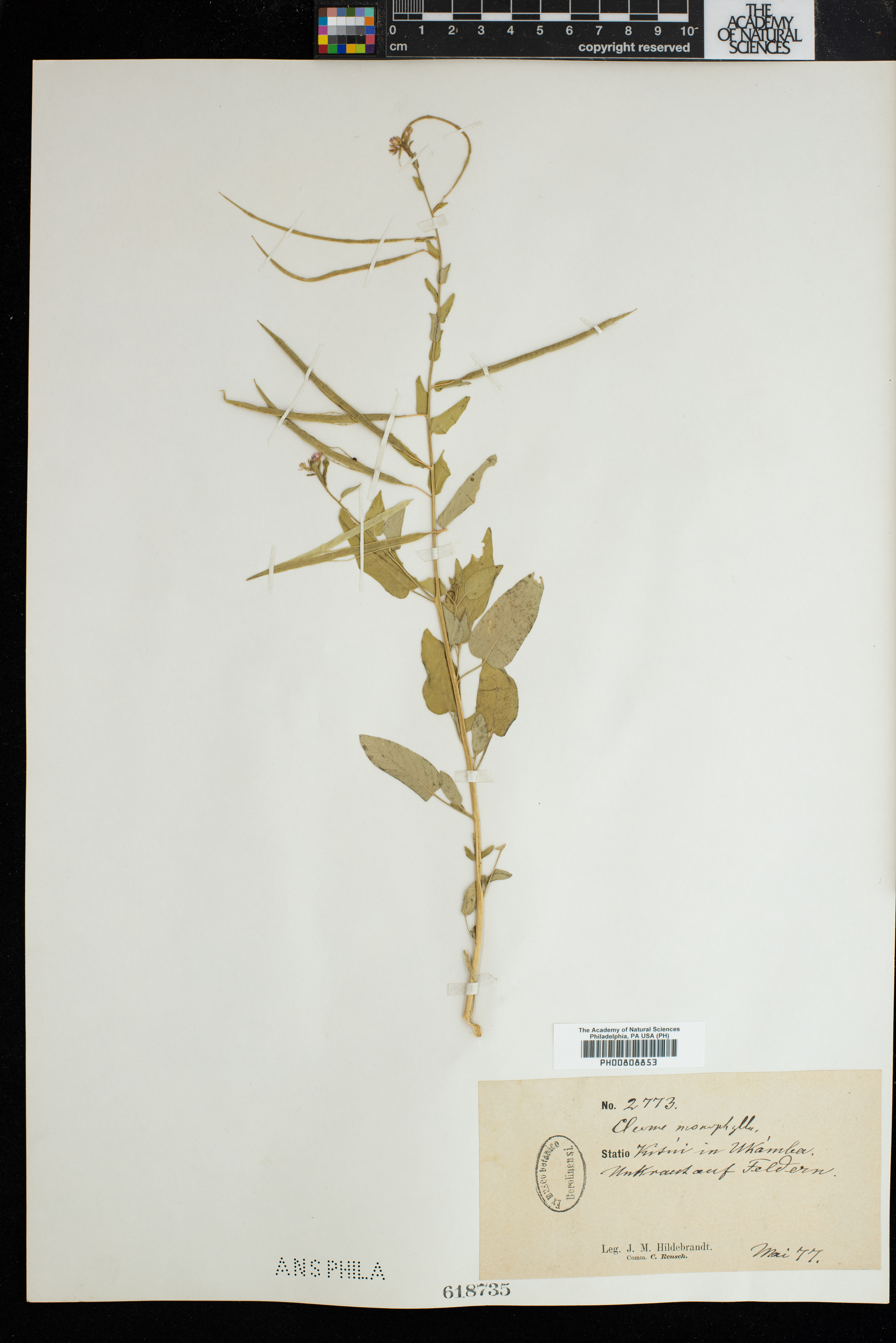 Sieruela monophylla image