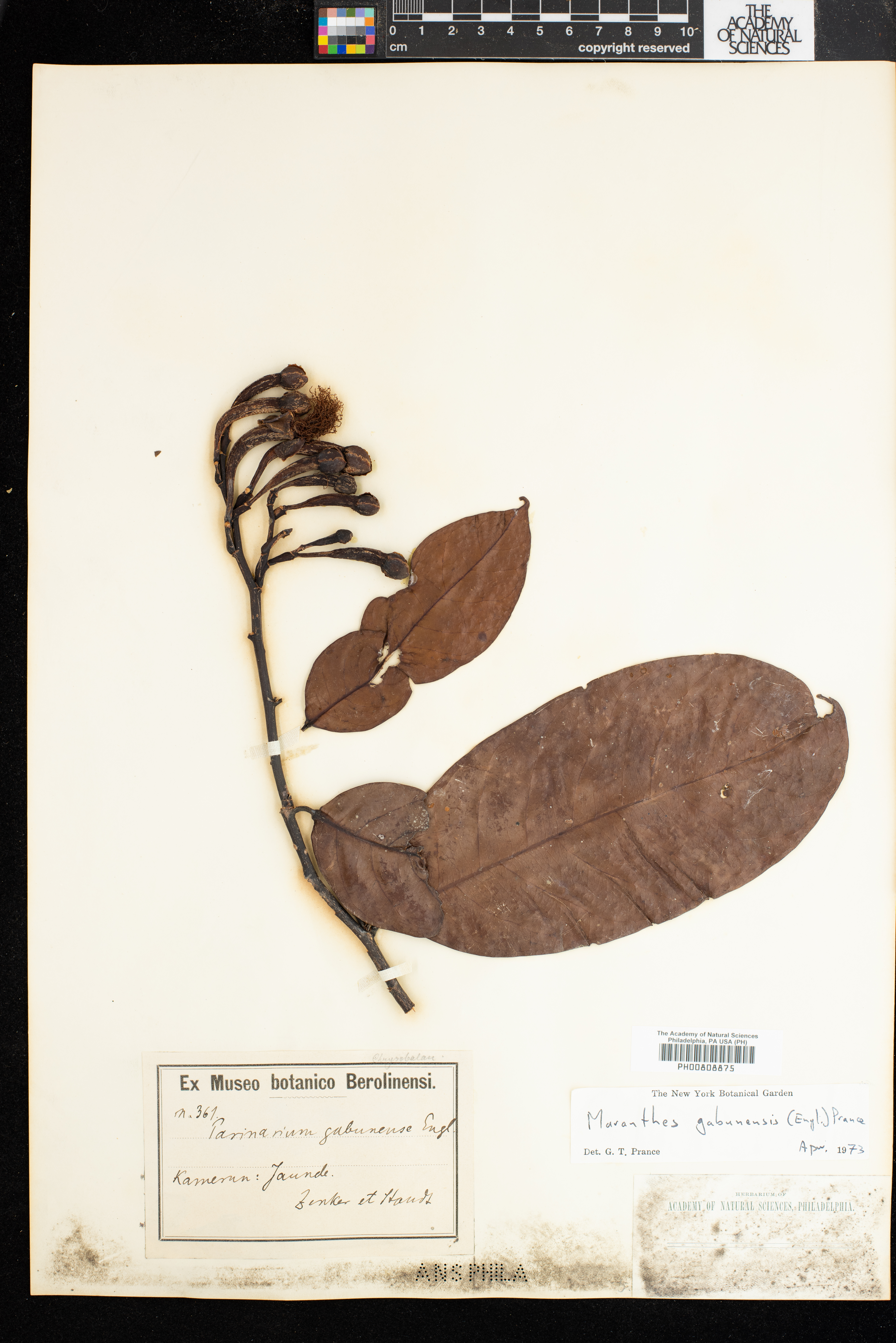Chrysobalanaceae image