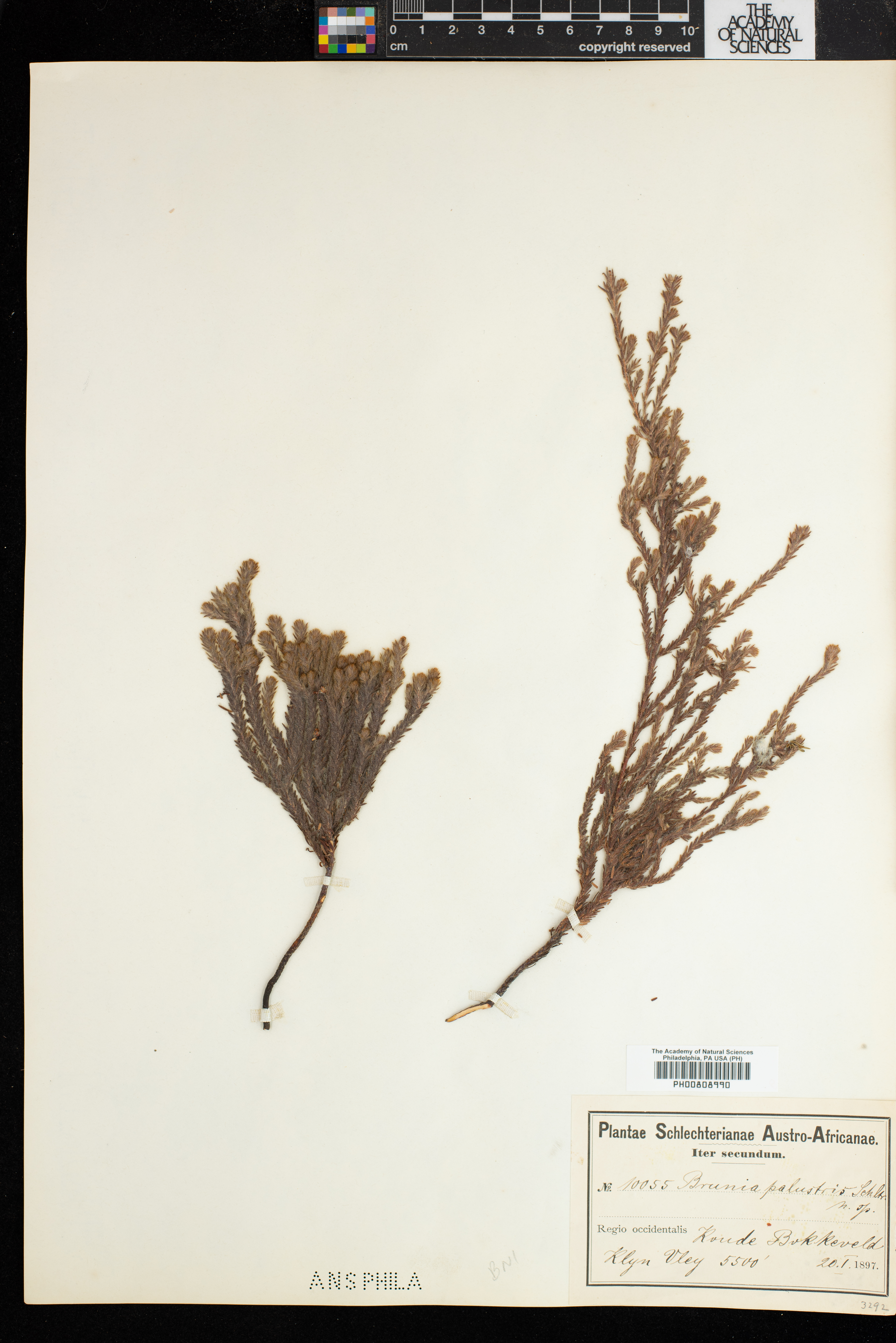 Brunia palustris image