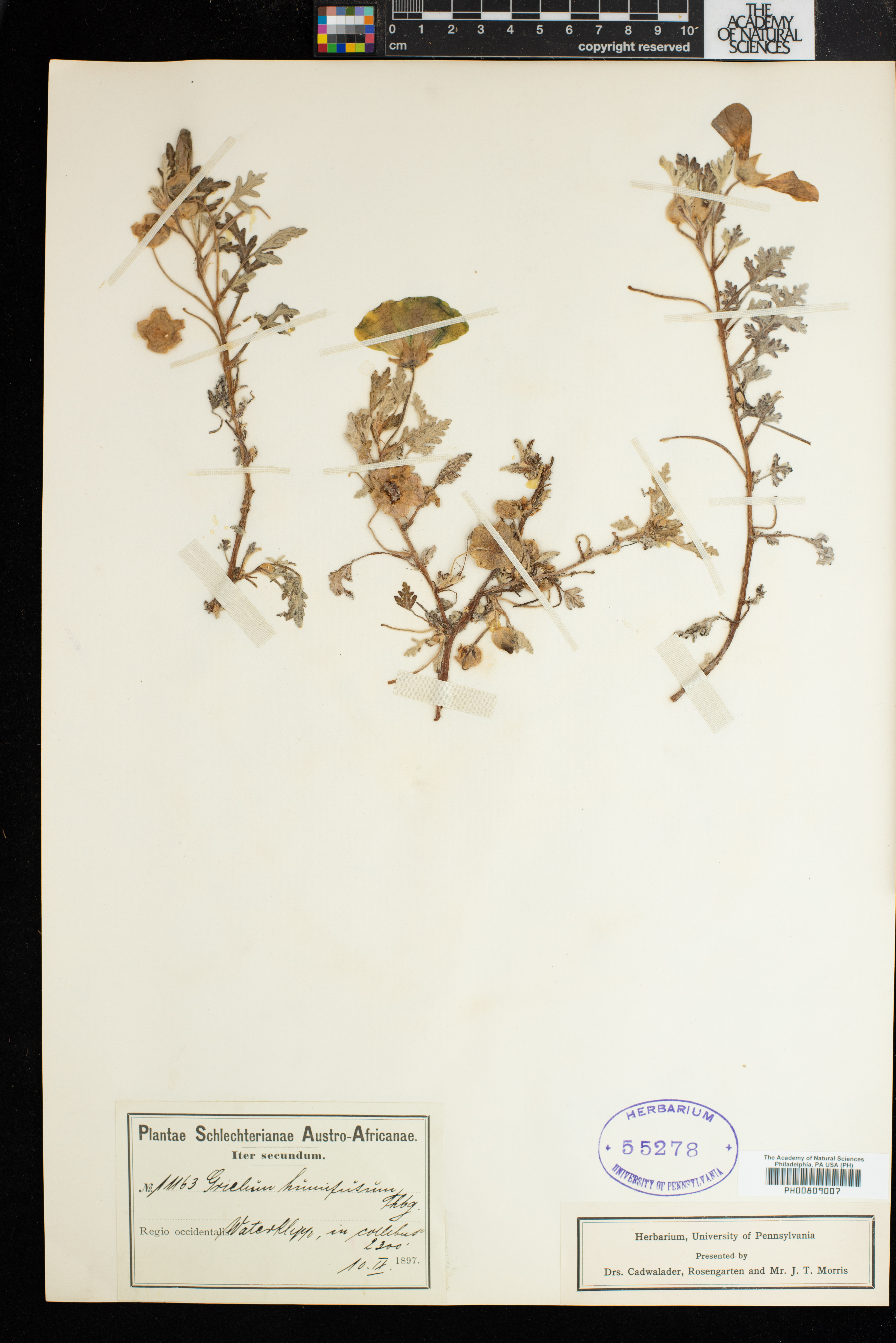 Neuradaceae image