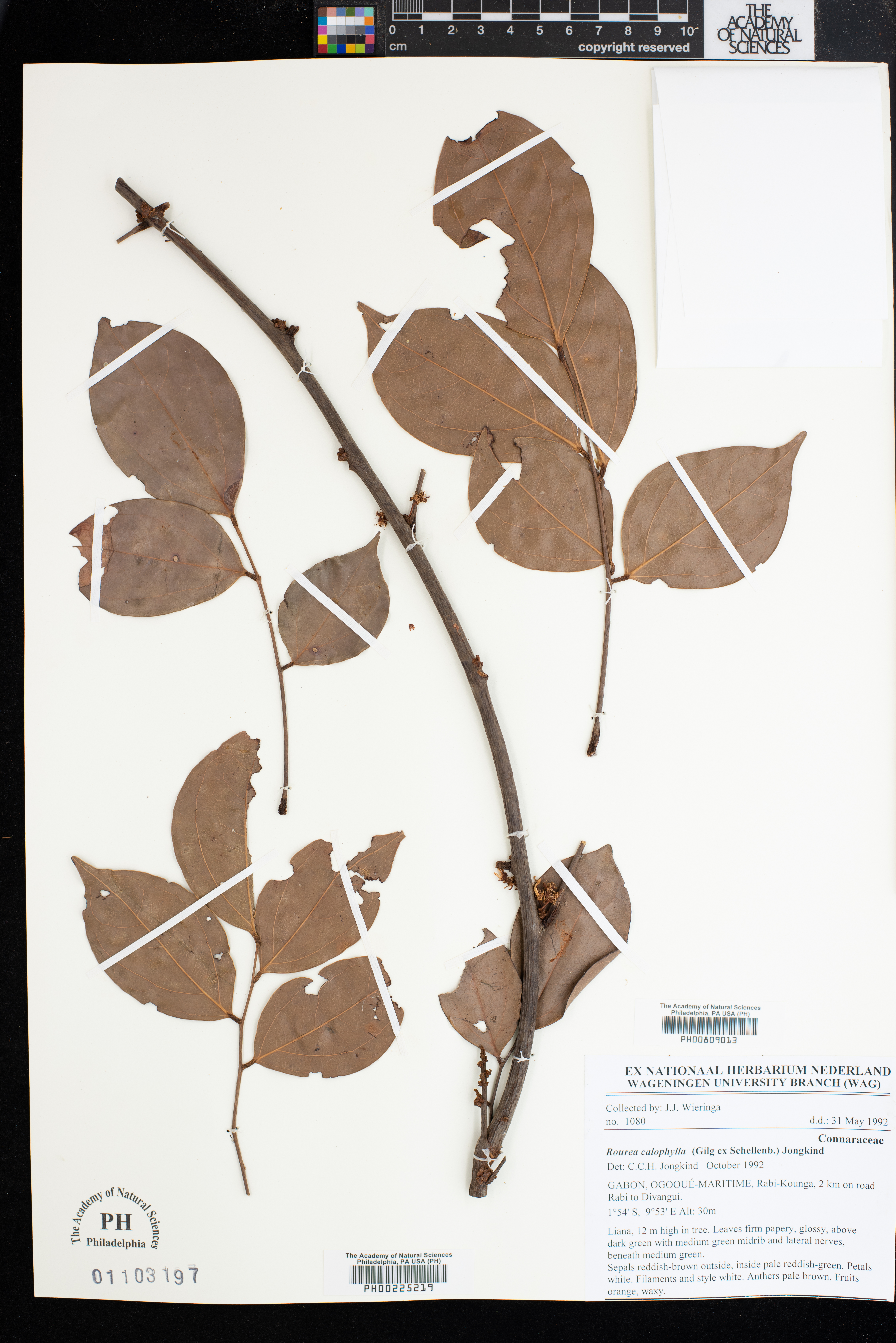 Rourea calophylla image