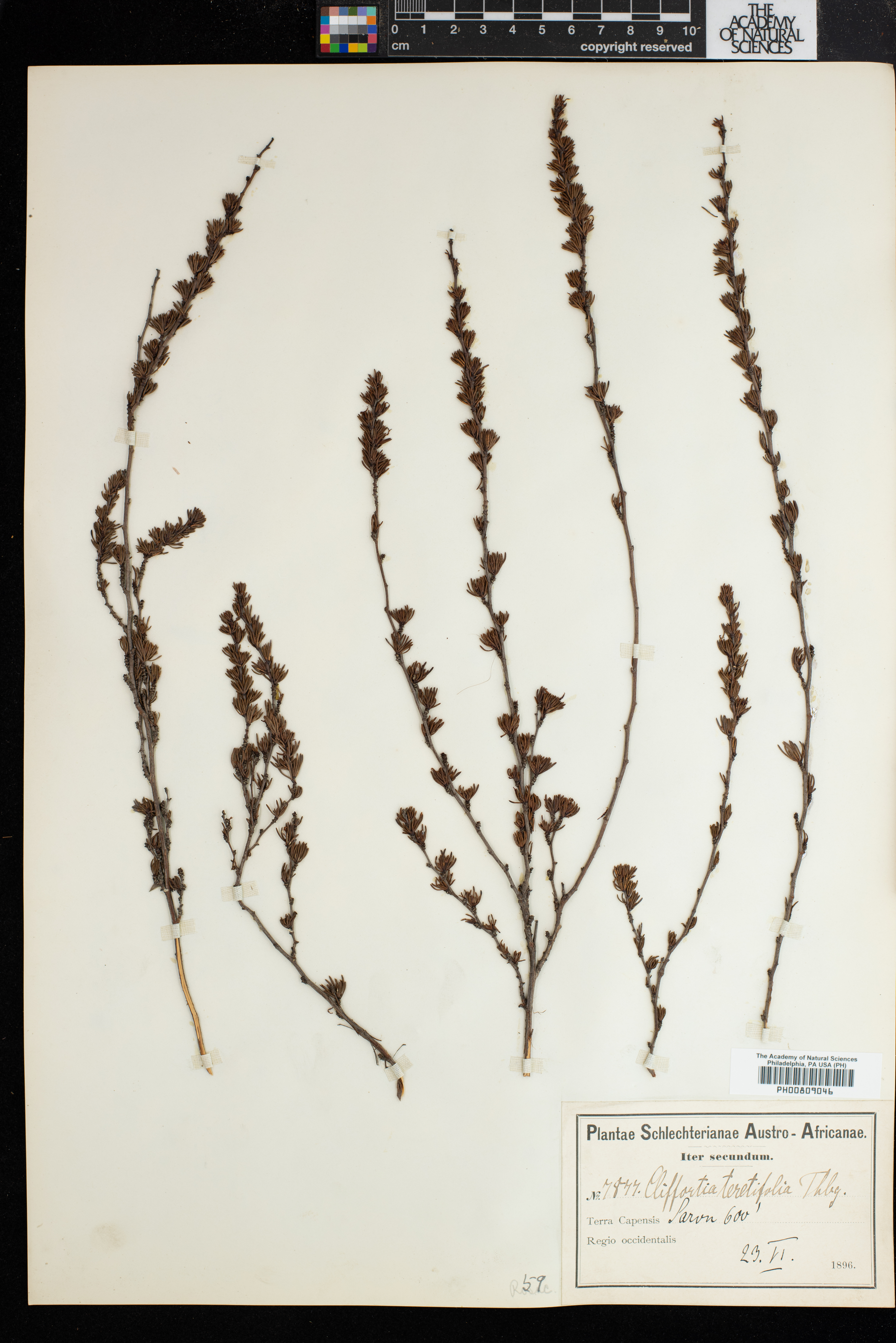 Cliffortia teretifolia image