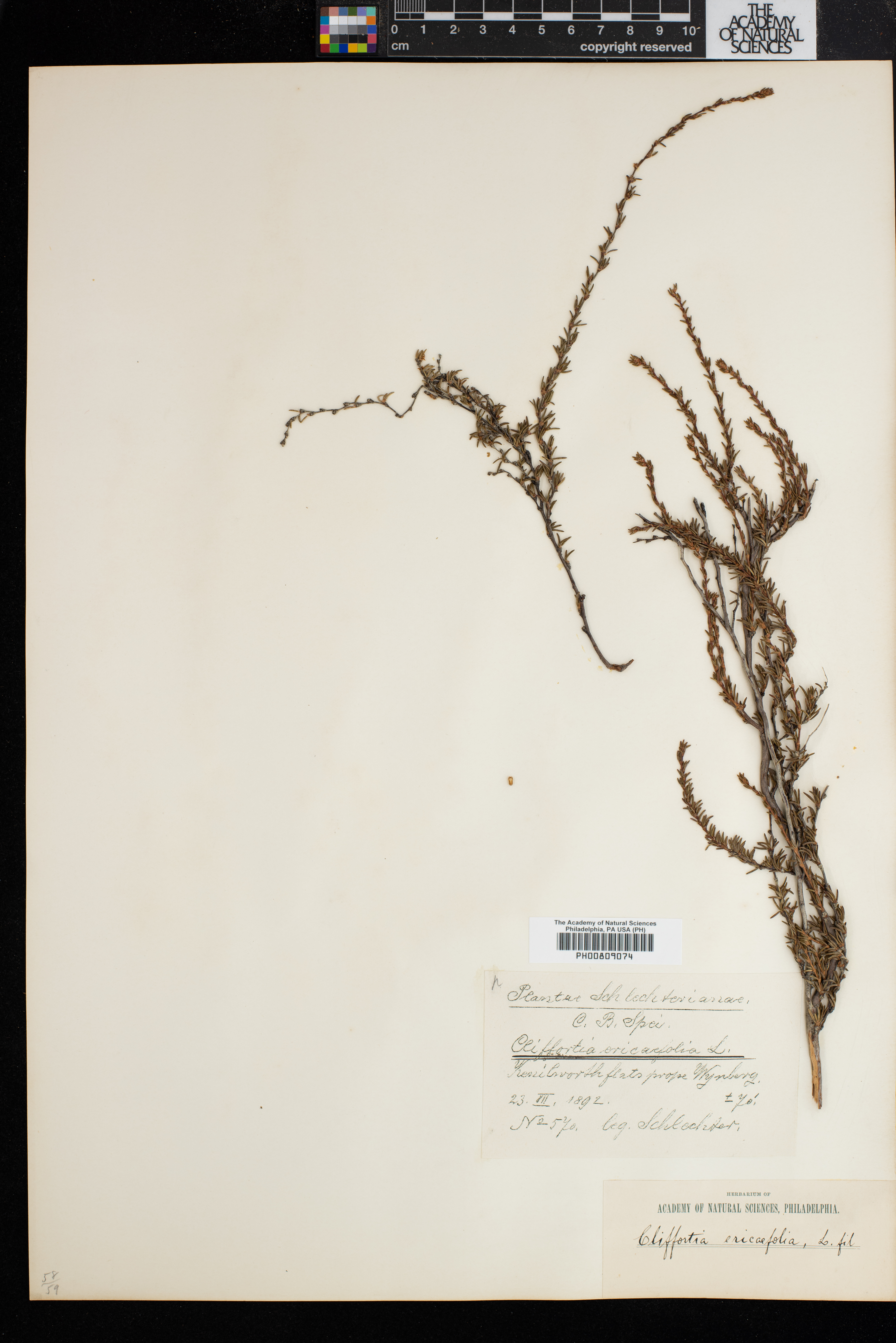 Cliffortia ericifolia image