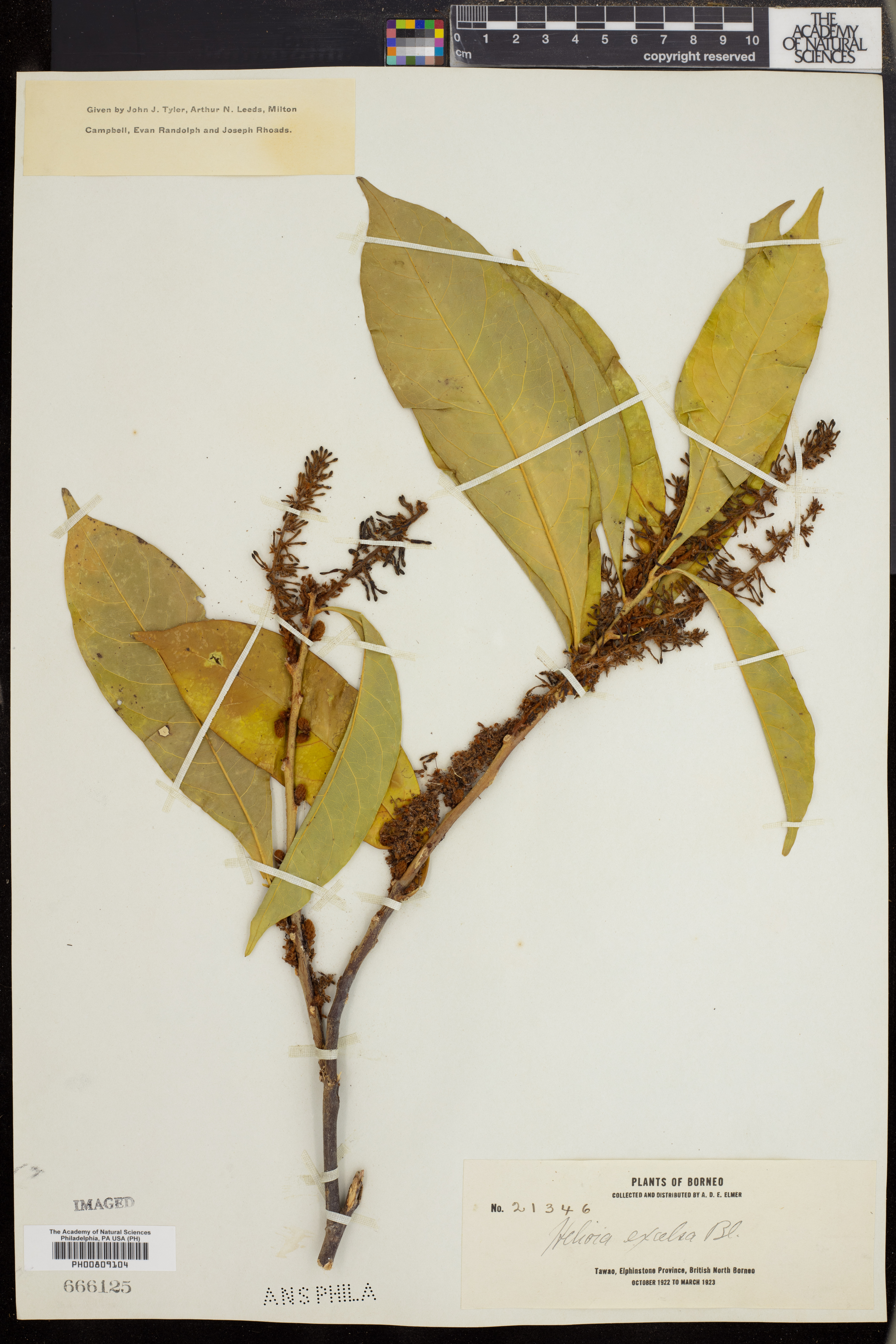 Helicia excelsa image