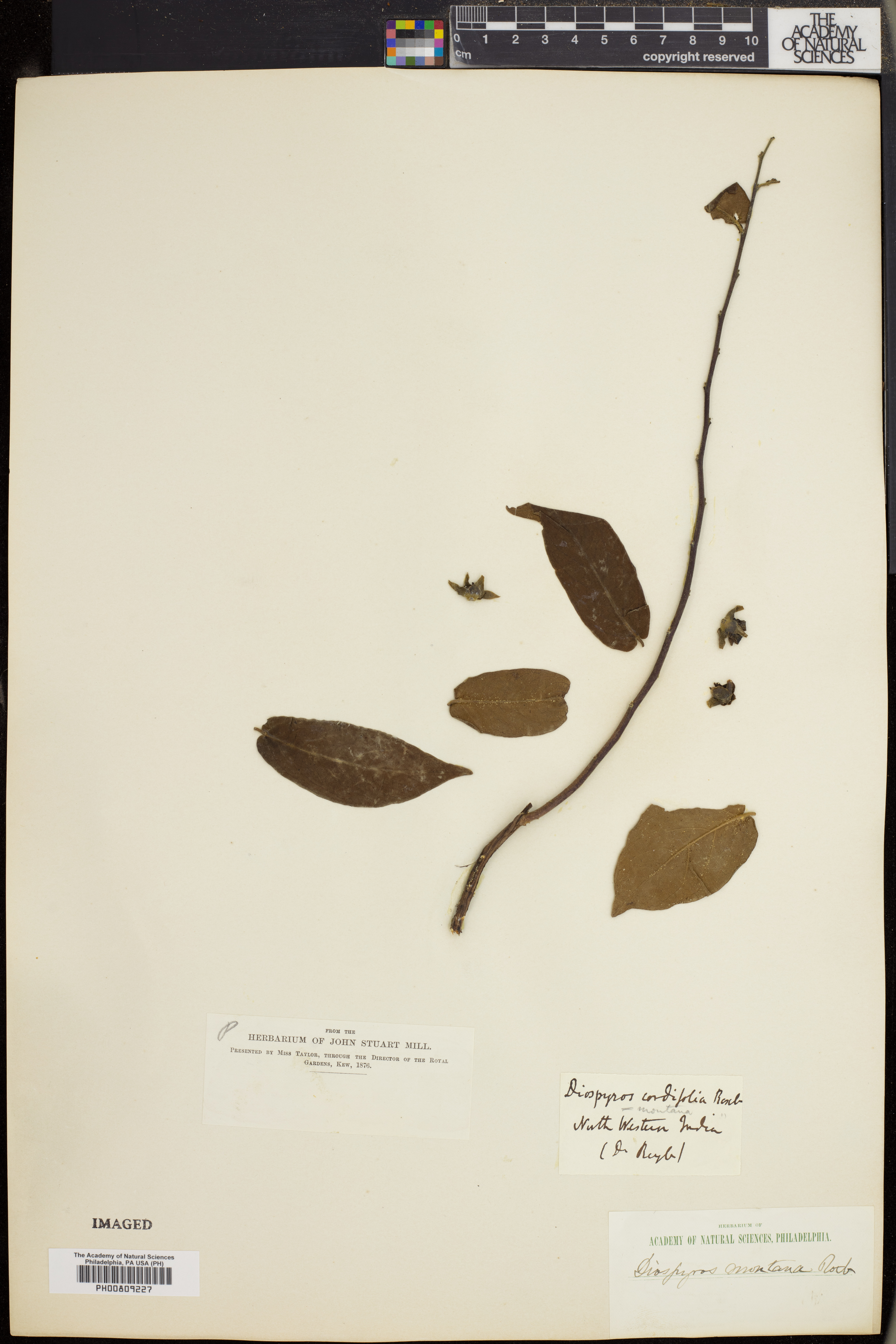 Diospyros montana image