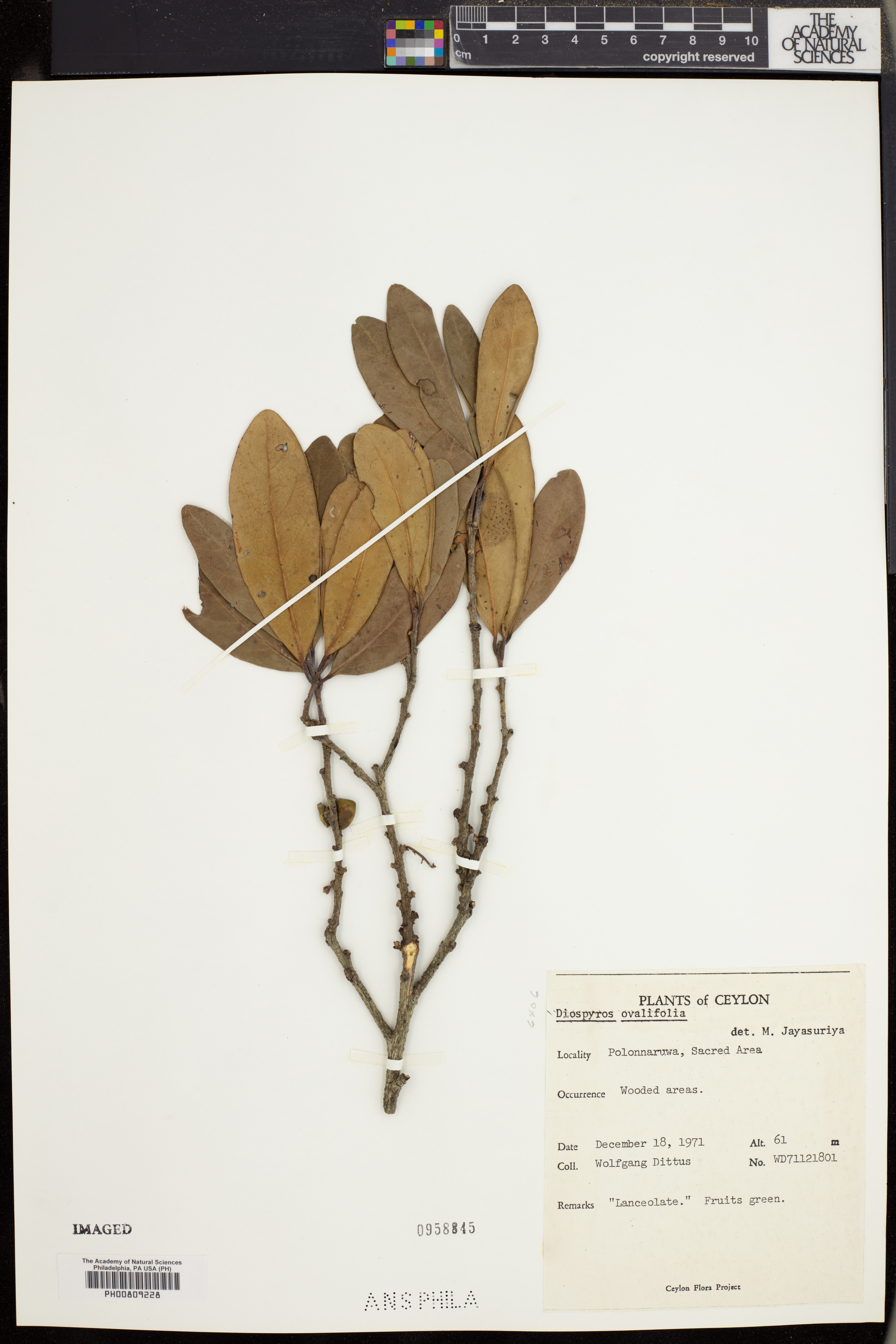 Diospyros ovalifolia image