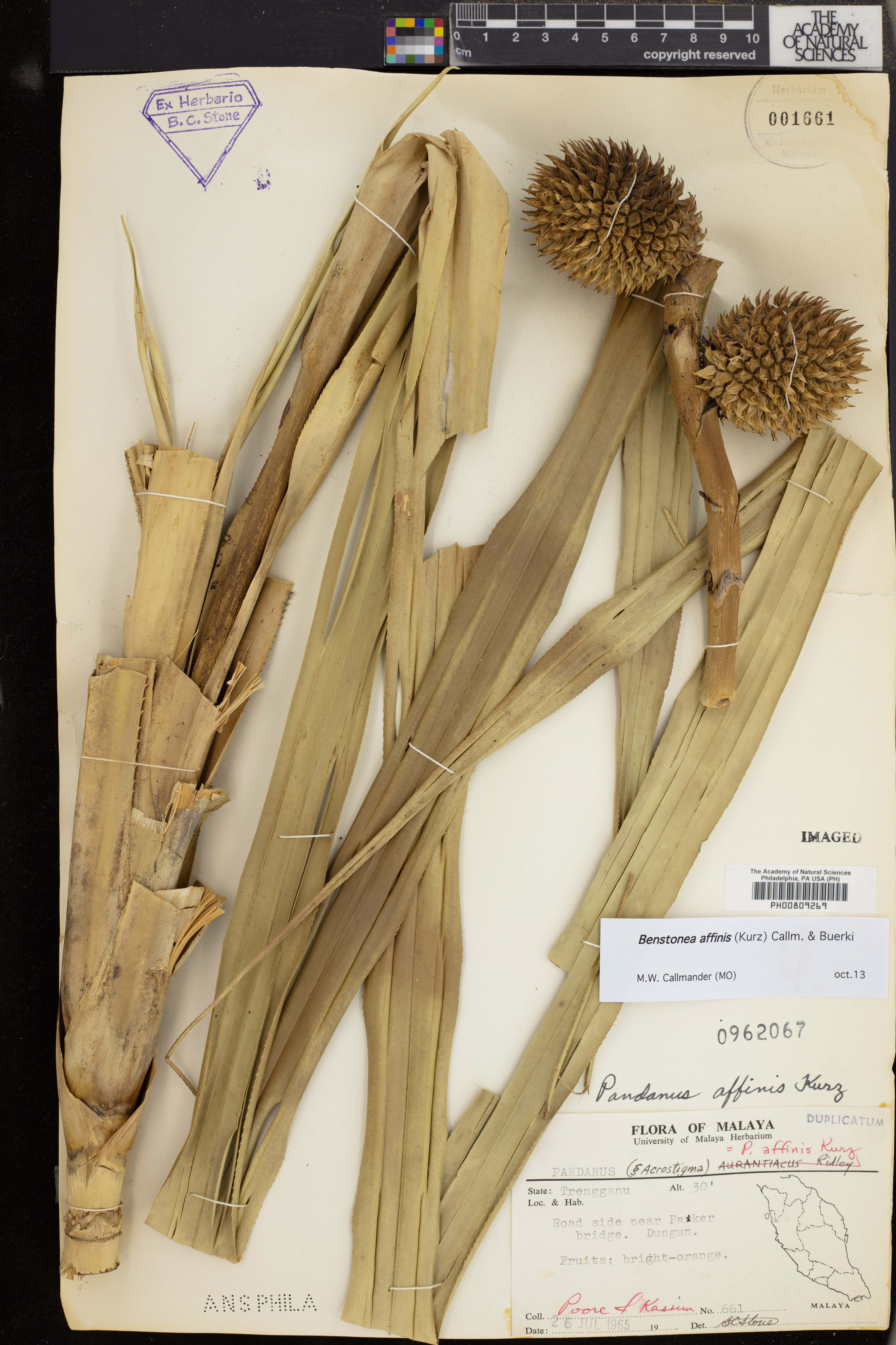 Benstonea affinis image