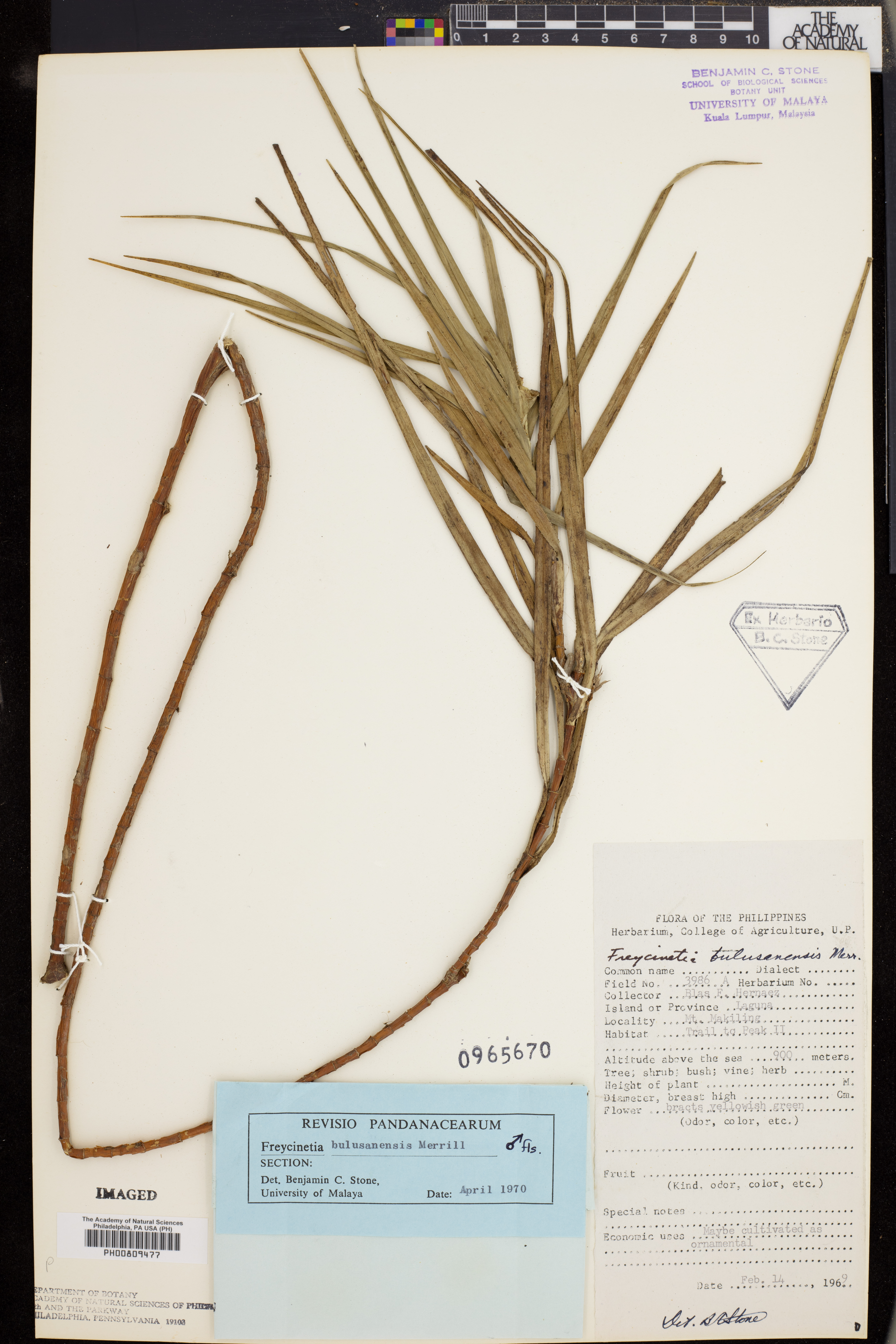 Freycinetia bulusanensis image