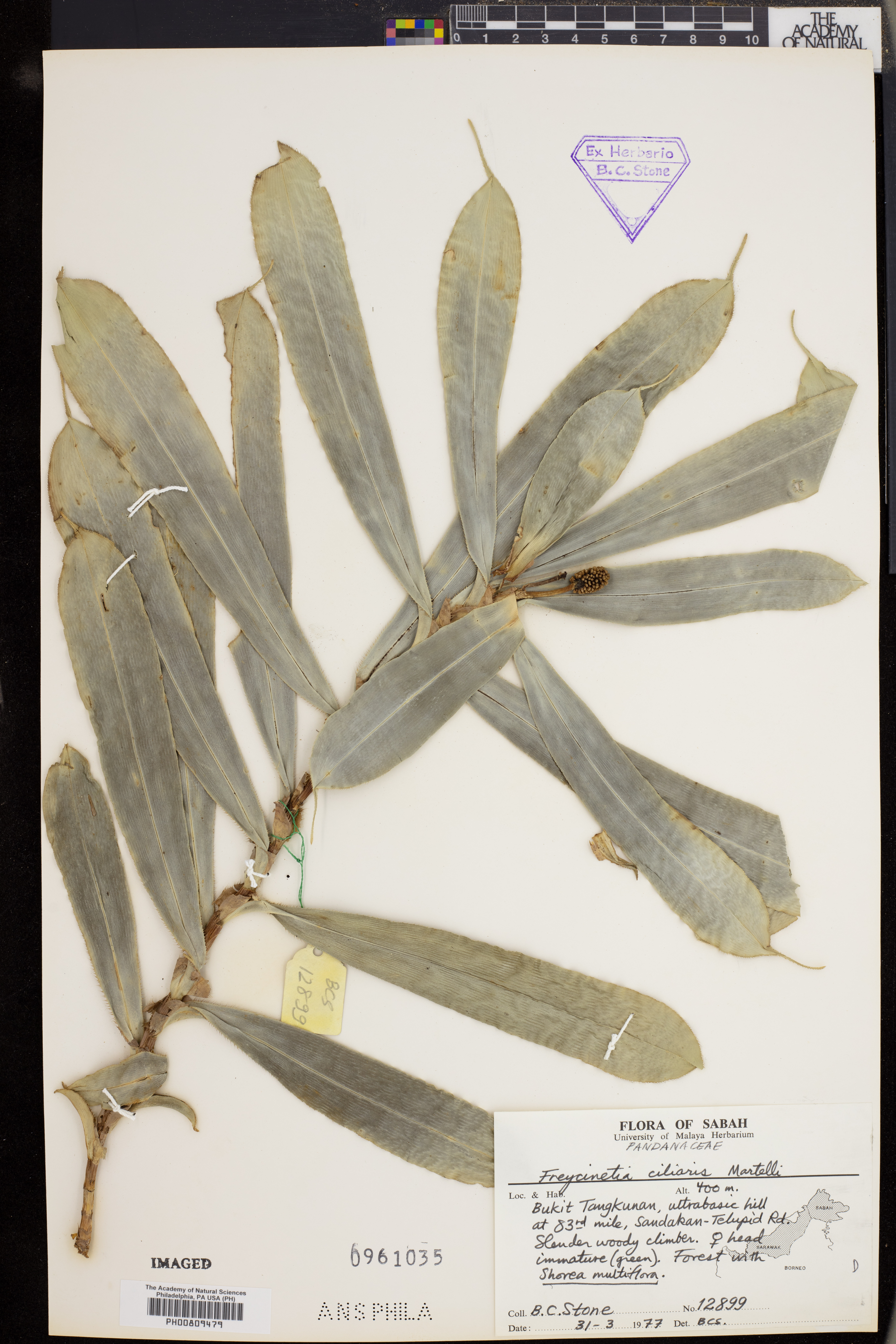 Freycinetia ciliaris image