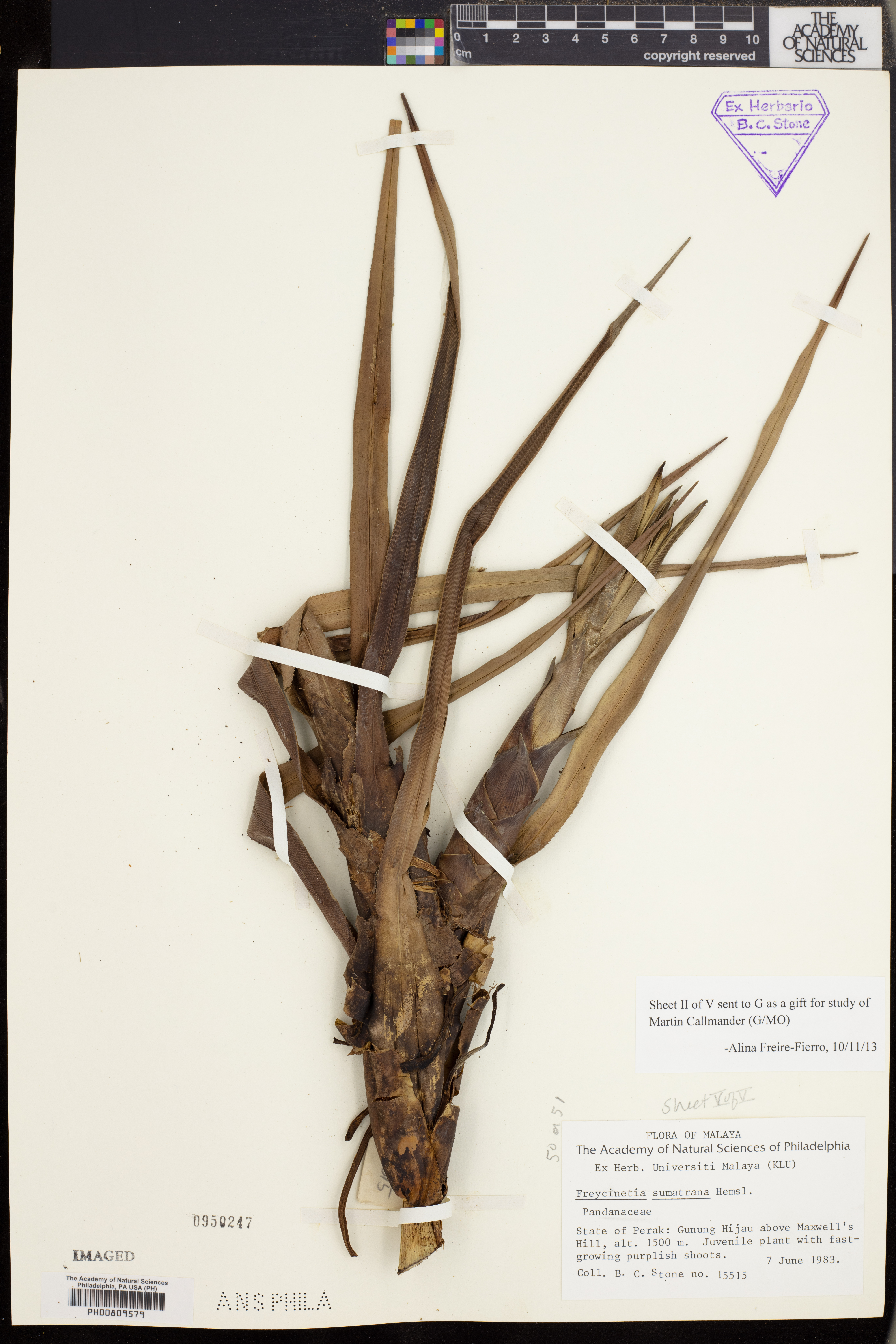 Freycinetia sumatrana image