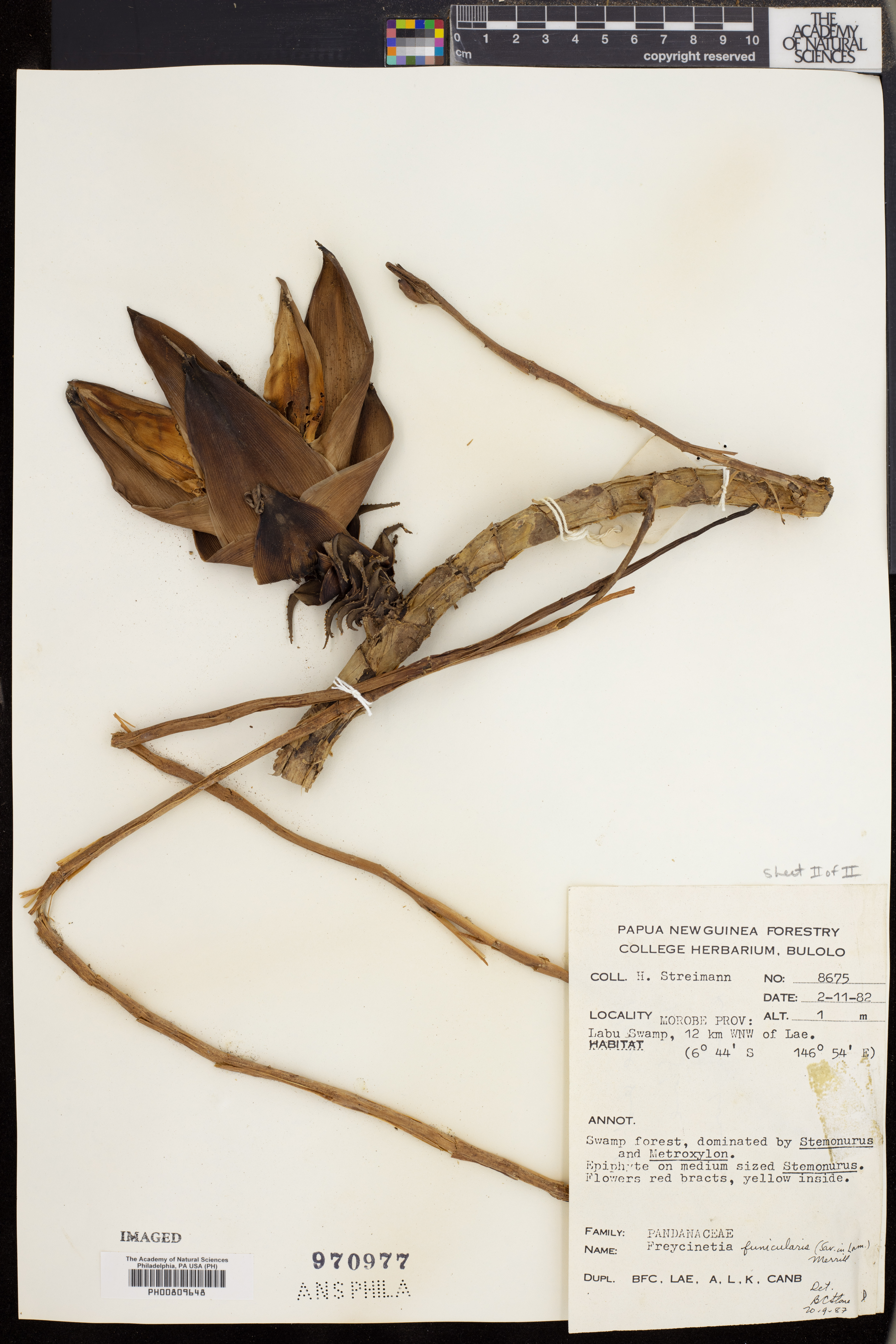 Freycinetia funicularis image