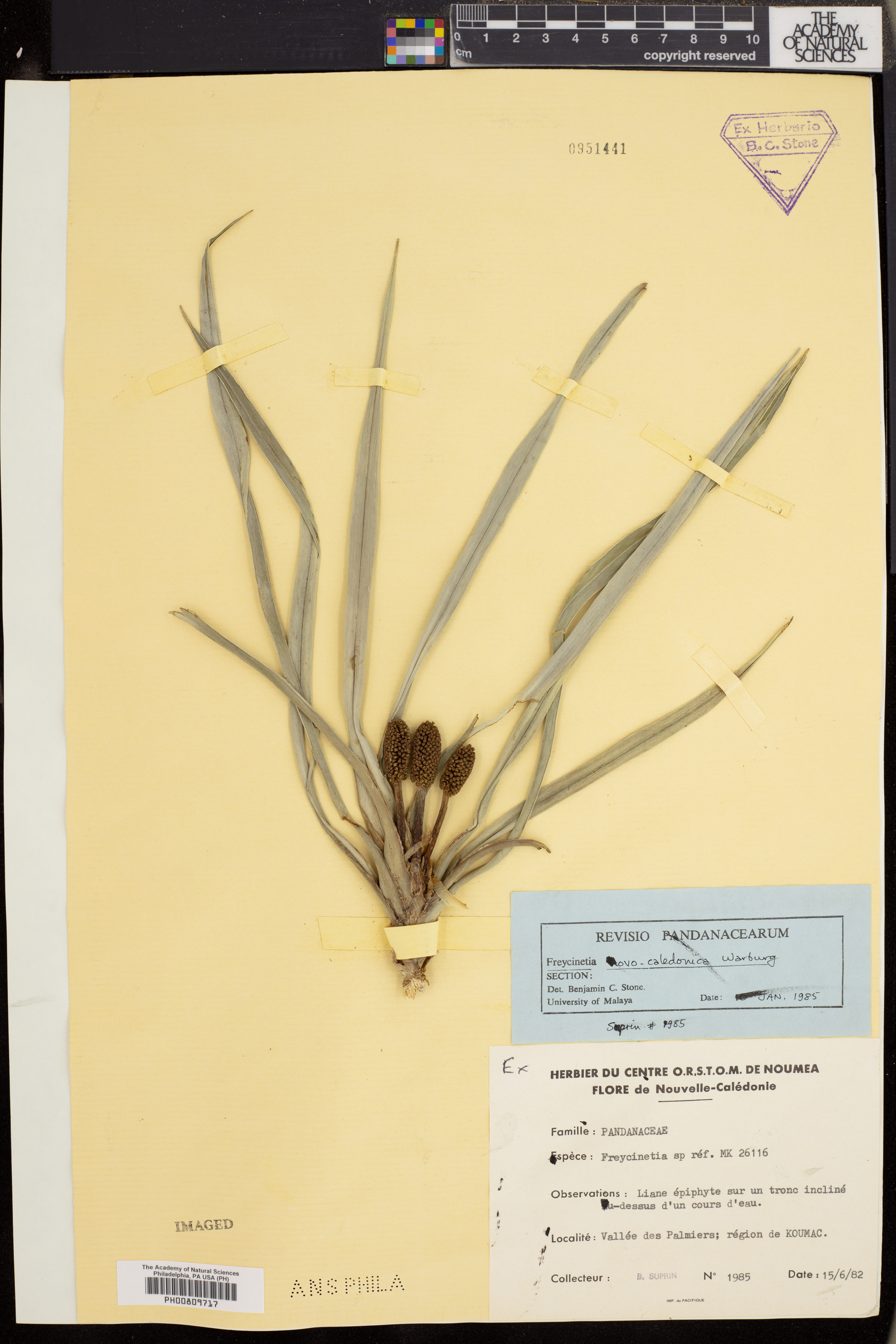 Freycinetia novocaledonica image