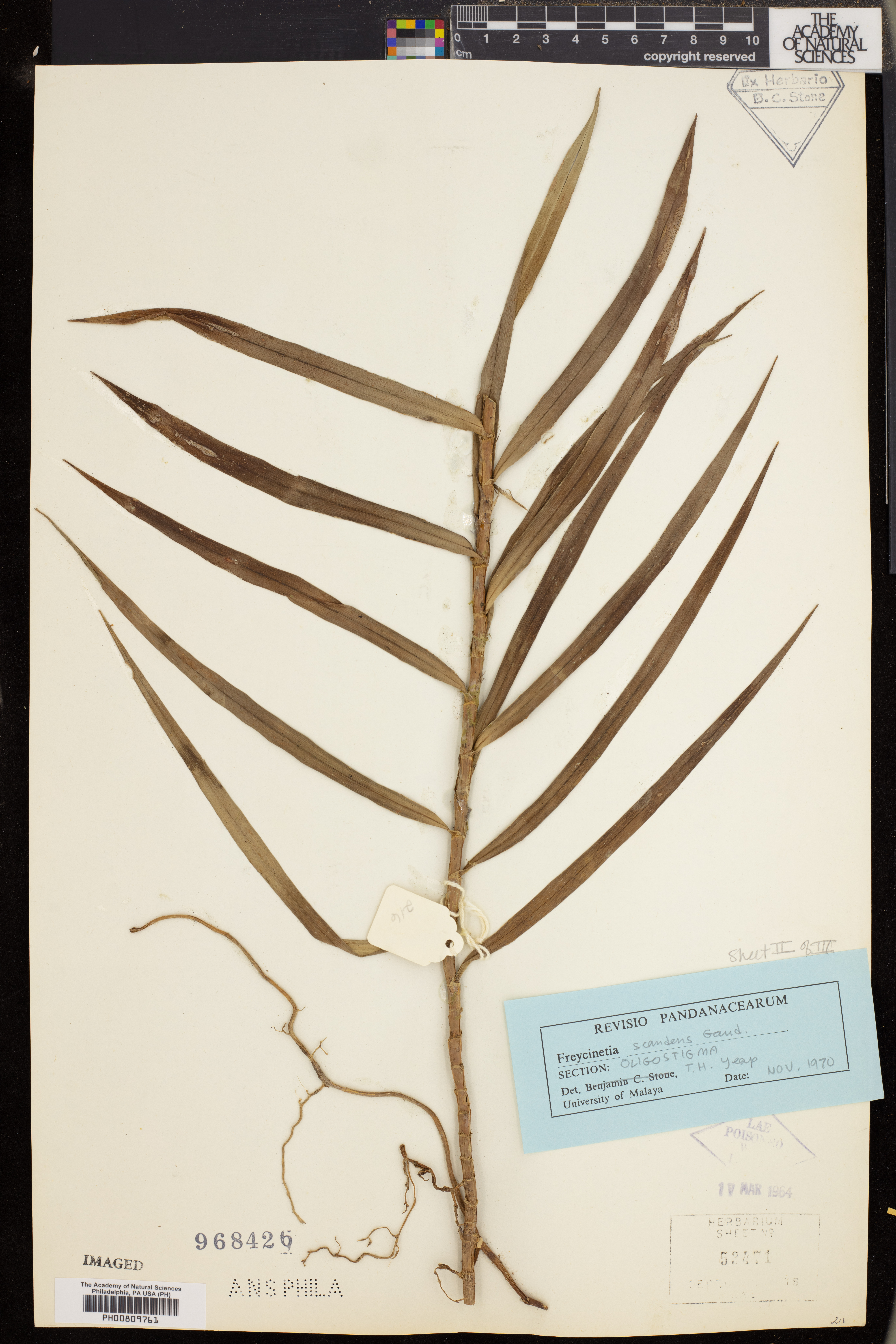 Freycinetia scandens image