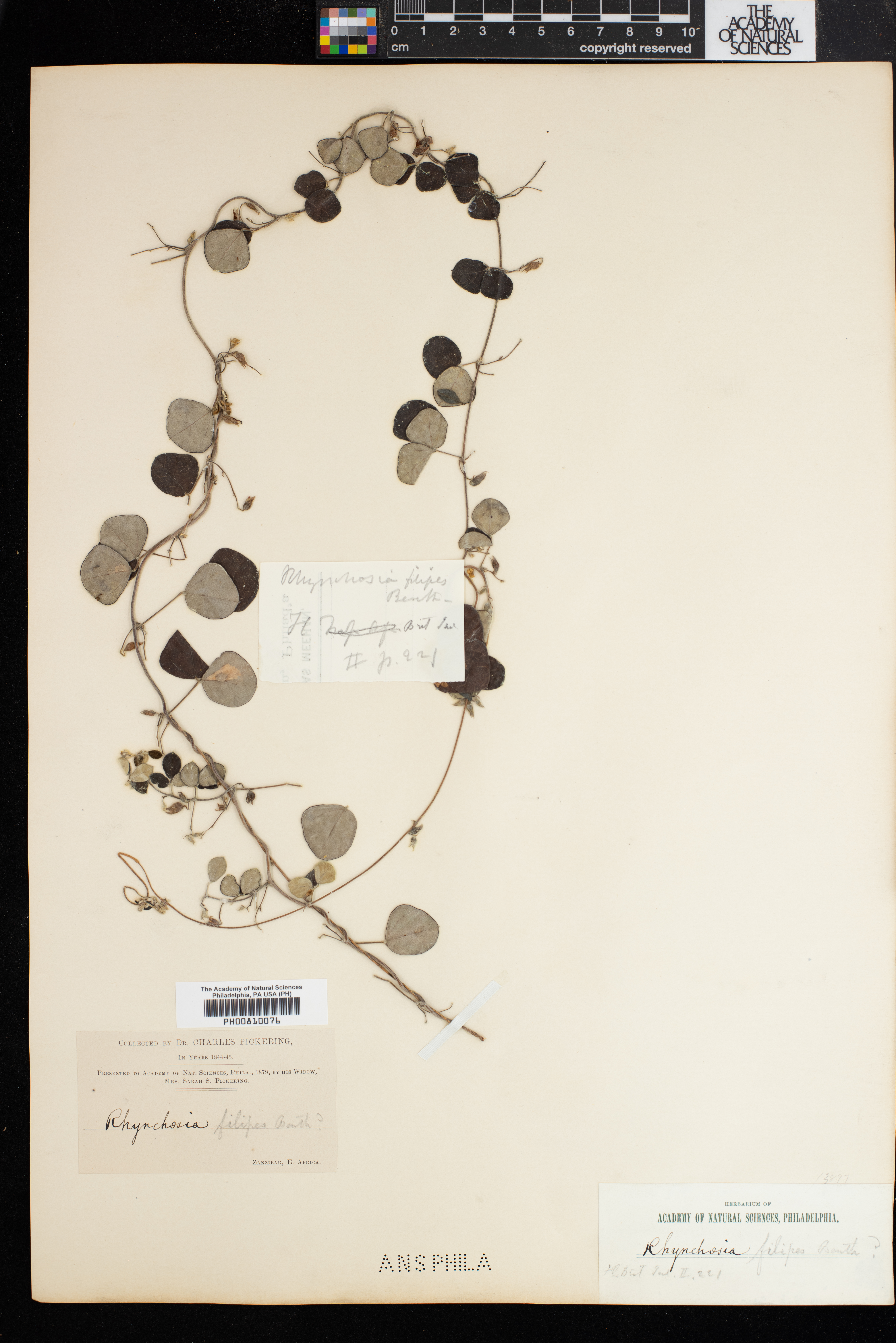 Rhynchosia filipes image