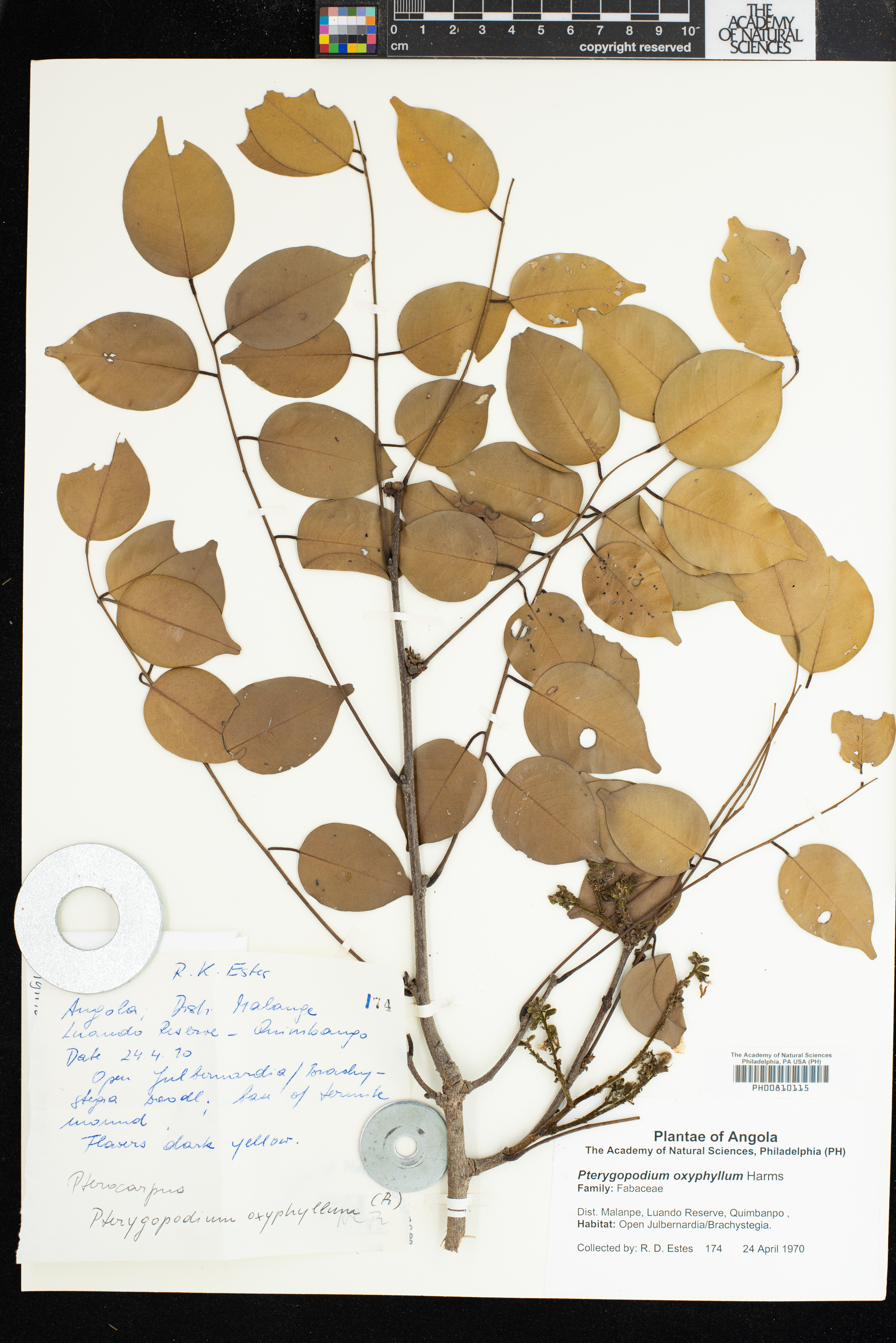Prioria oxyphylla image