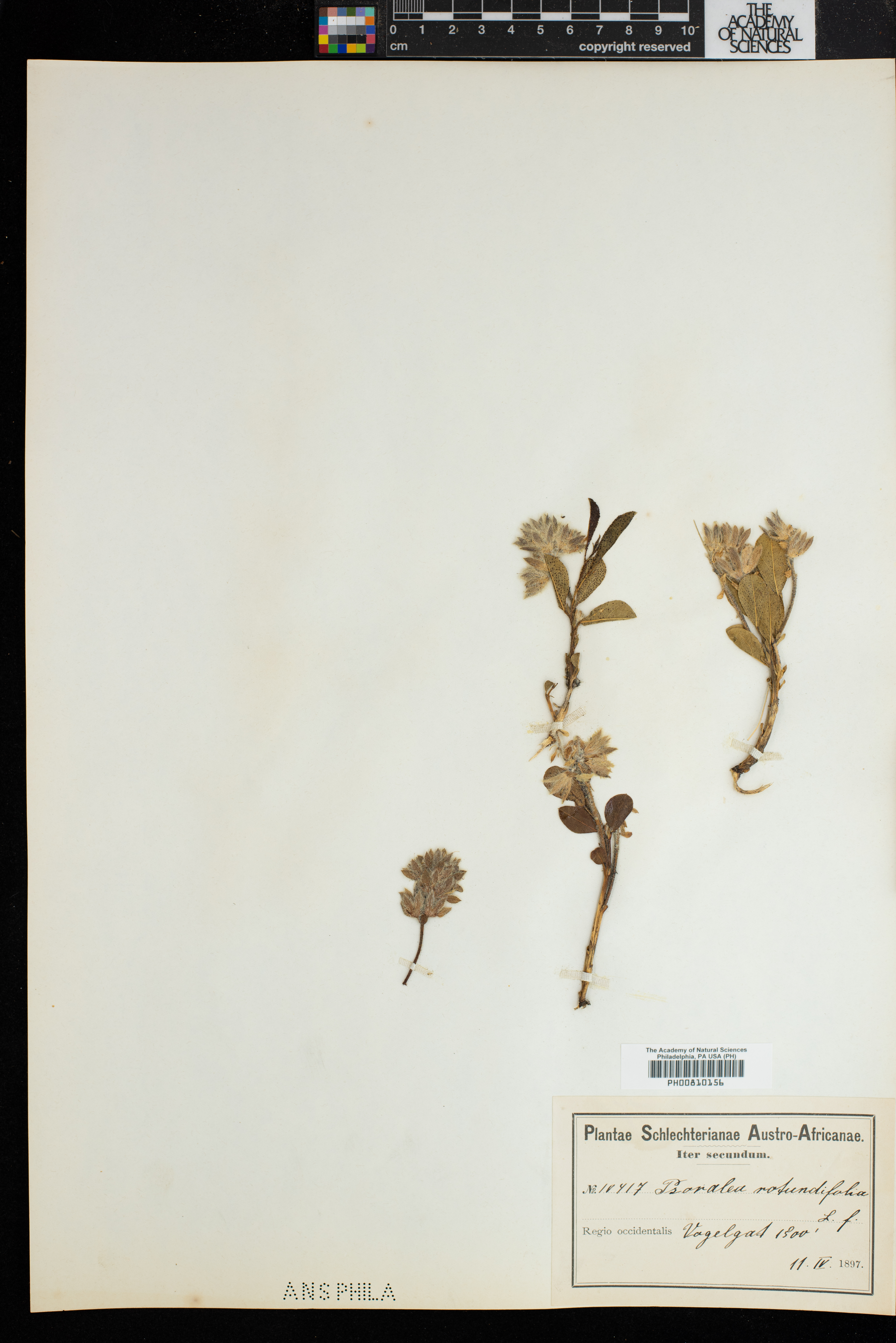 Psoralea rotundifolia image