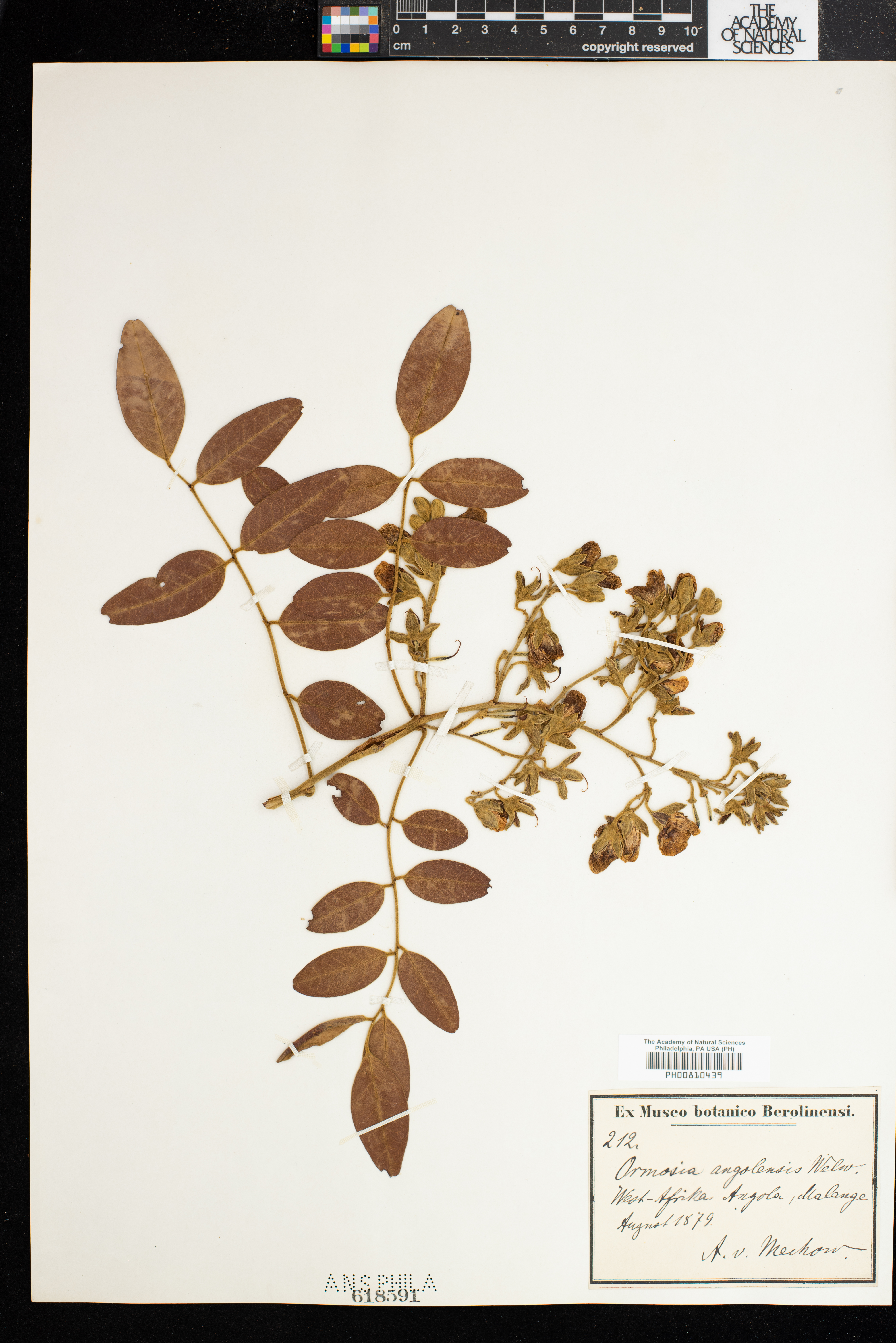 Pericopsis angolensis f. angolensis image