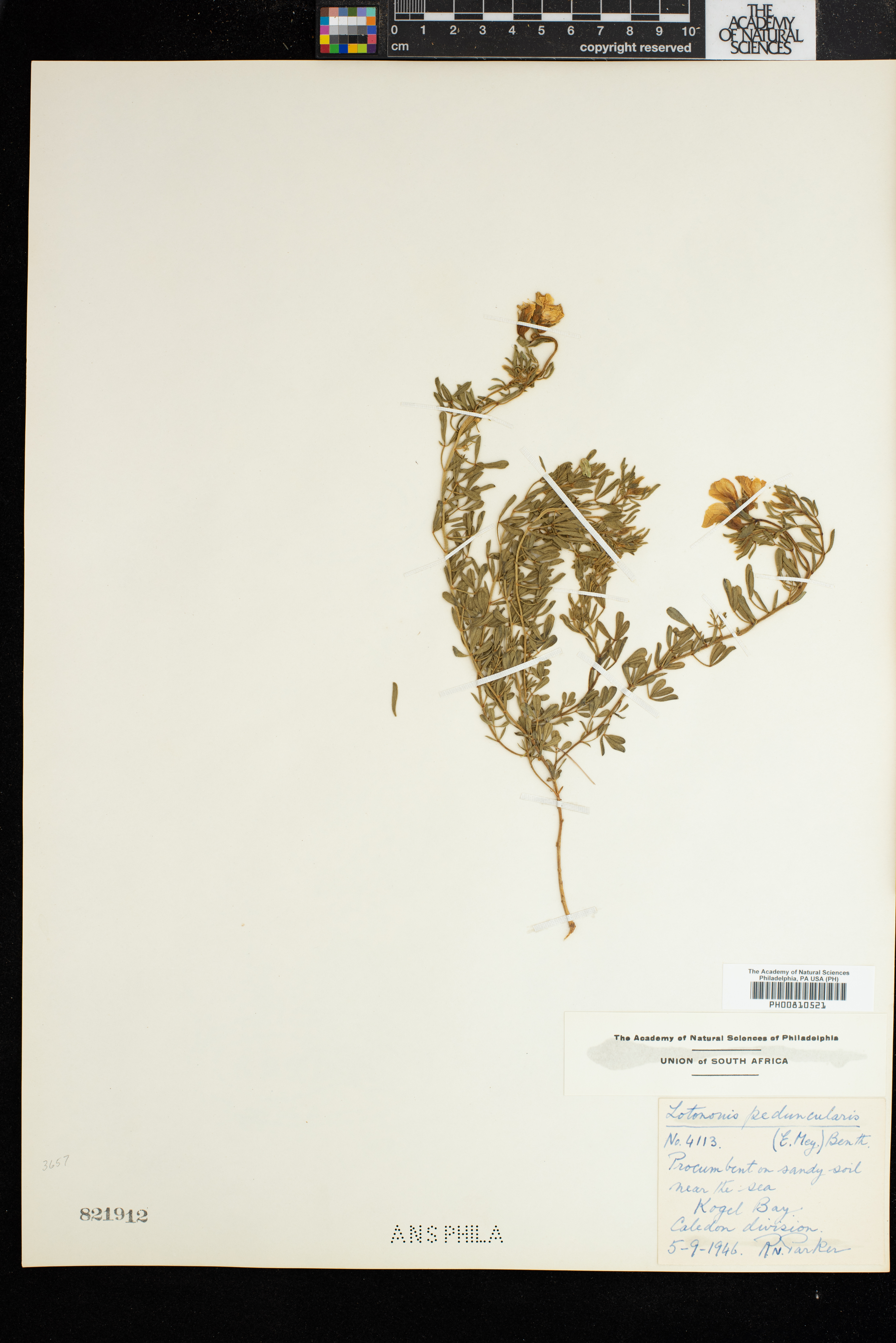 Lotononis involucrata subsp. peduncularis image