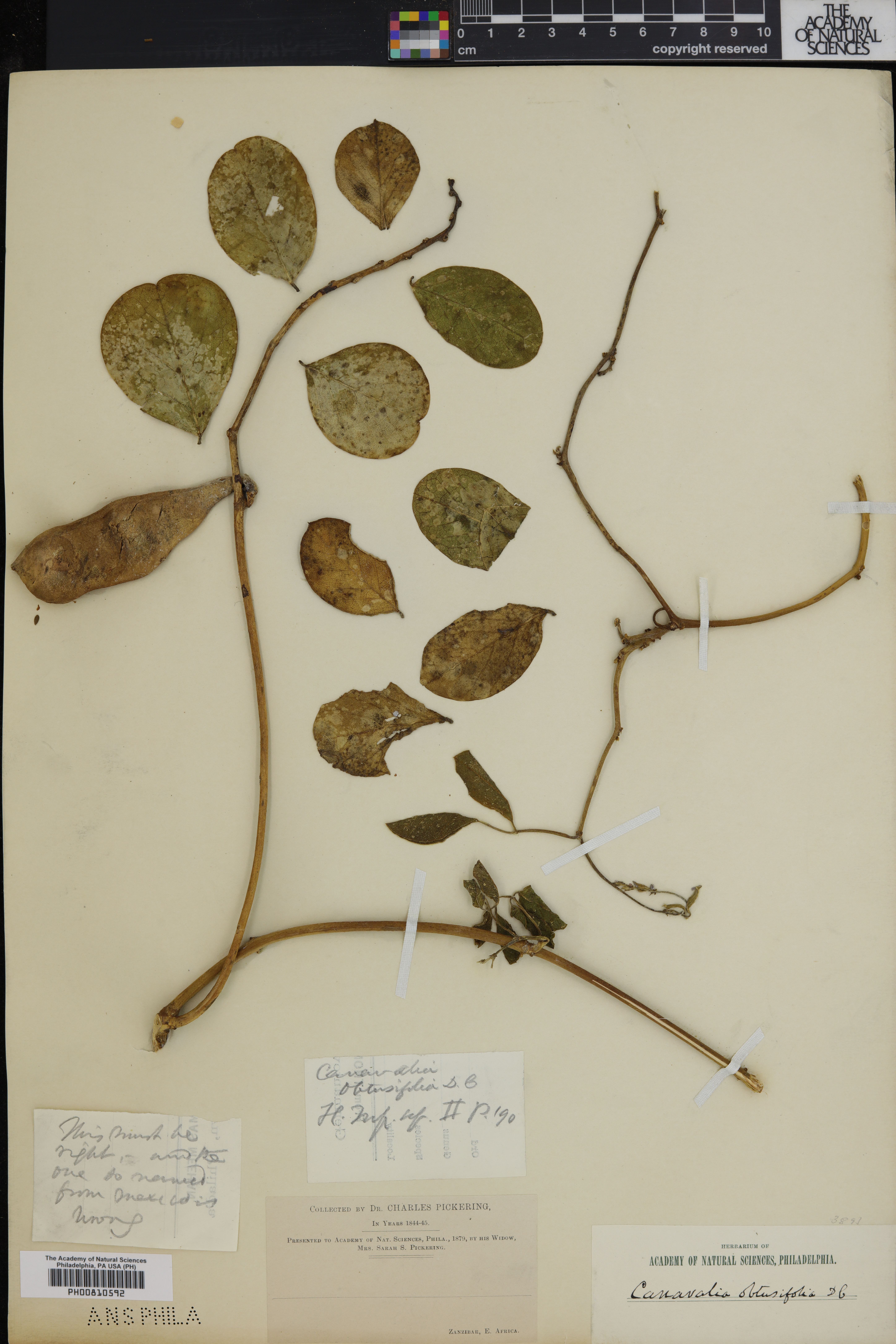 Canavalia obtusifolia image