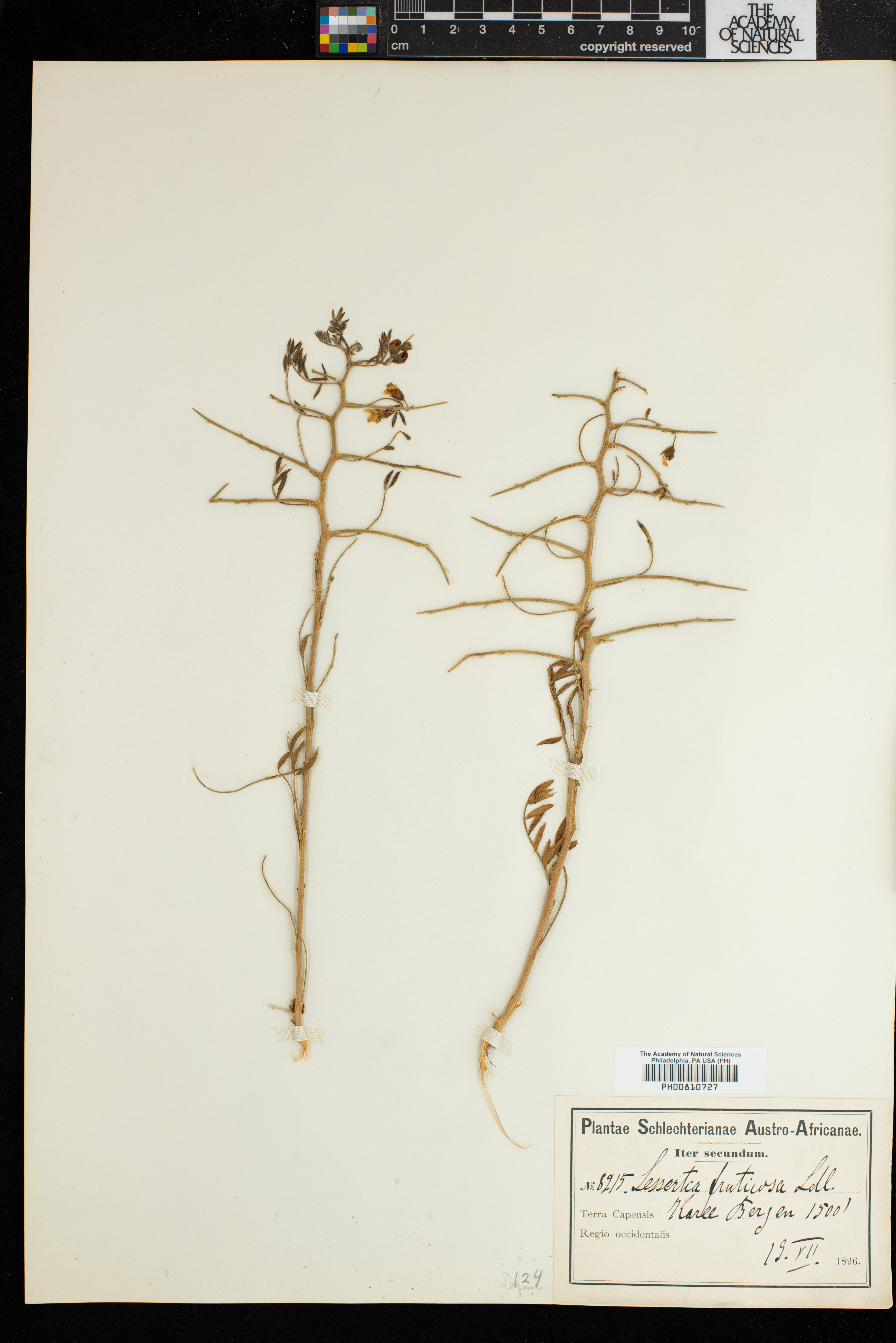 Lessertia fruticosa image