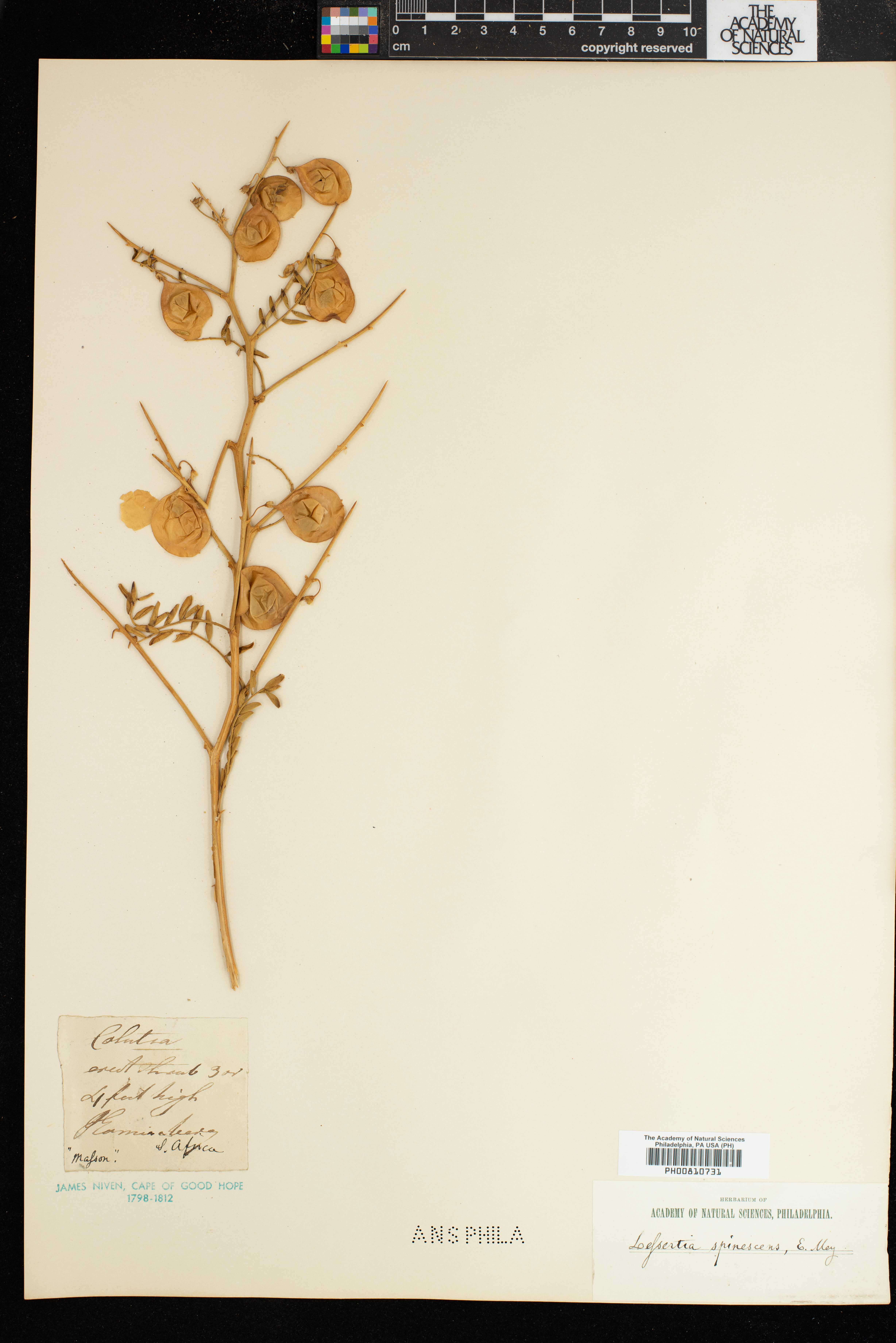 Lessertia spinescens image