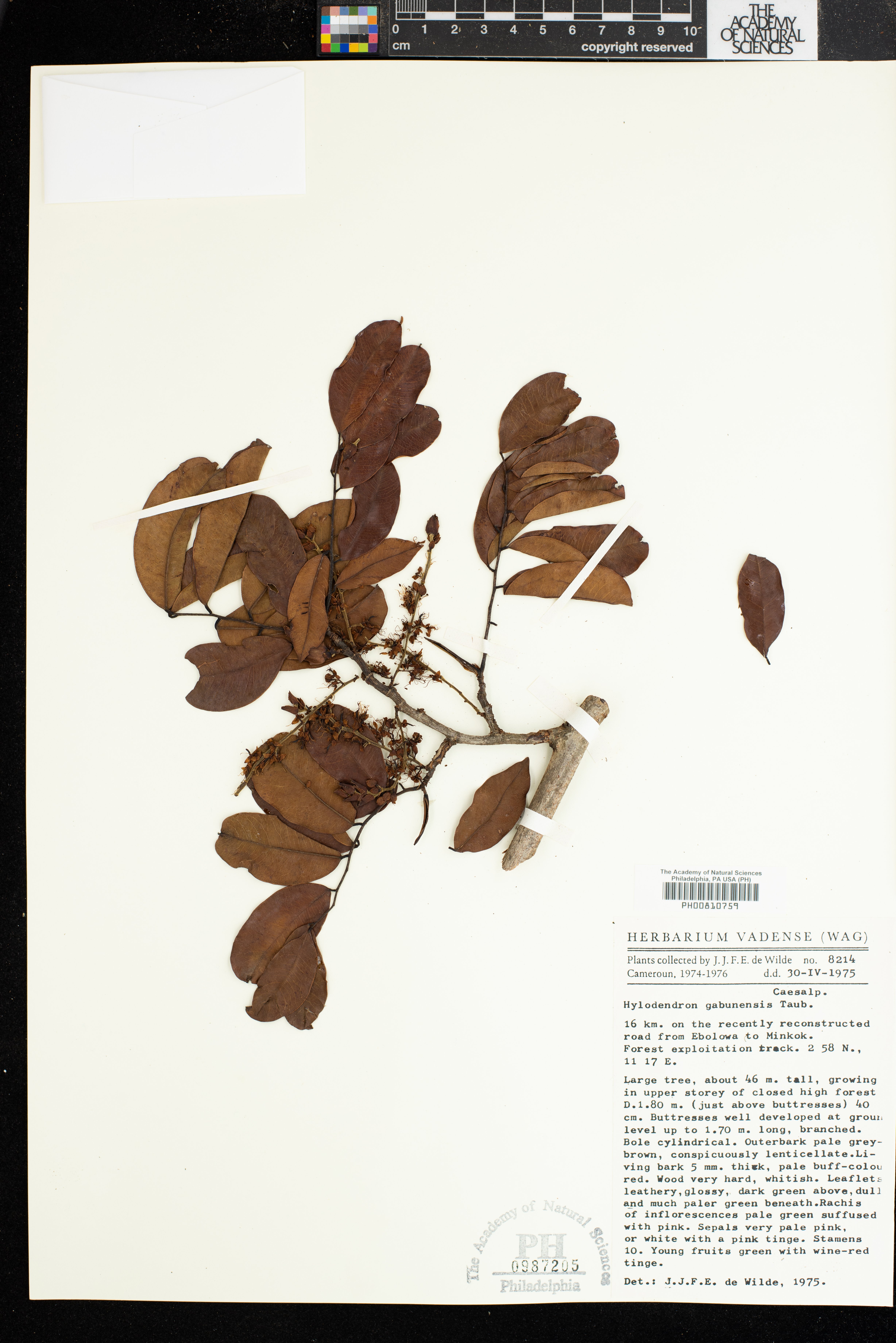 Hylodendron image