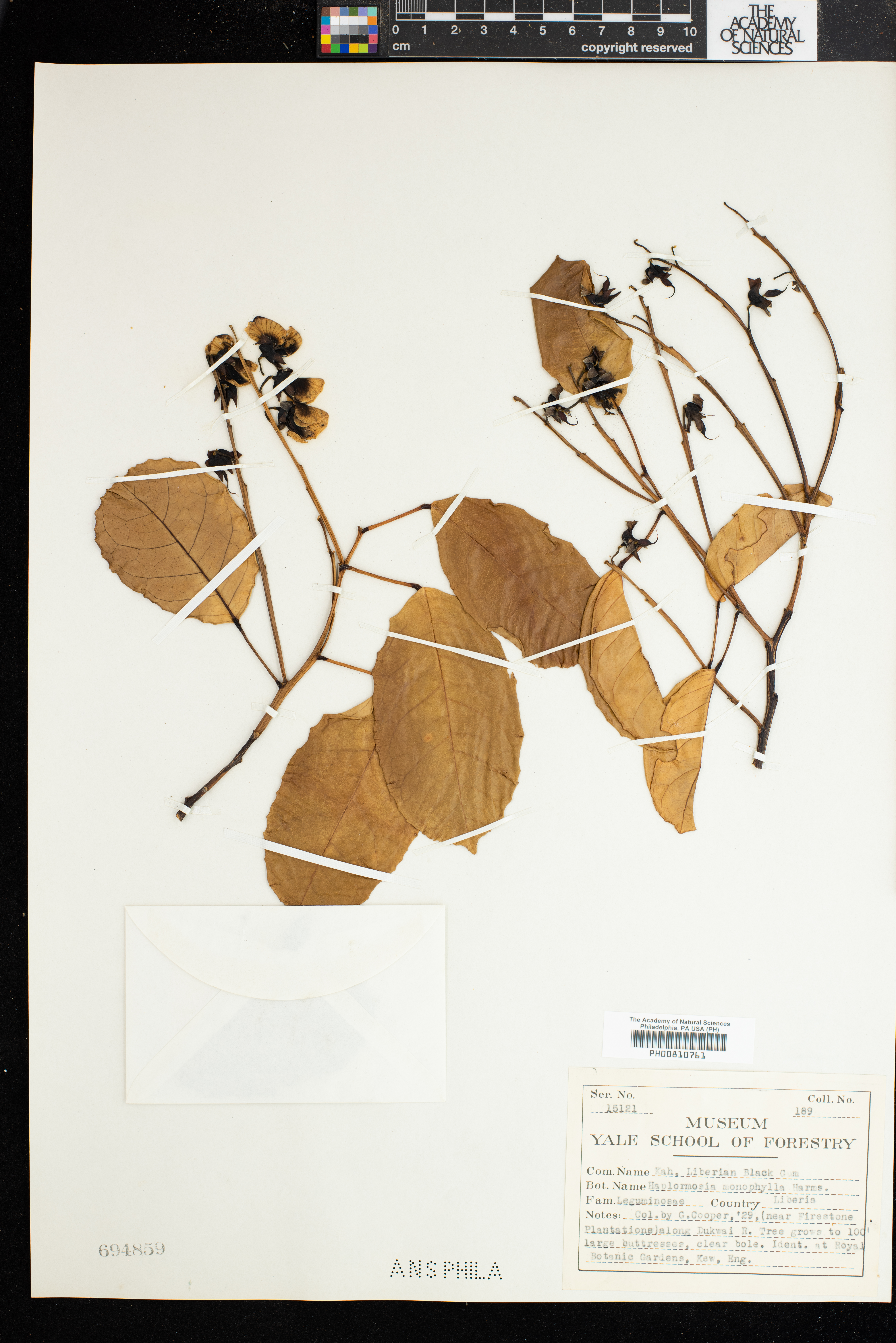 Haplormosia monophylla image