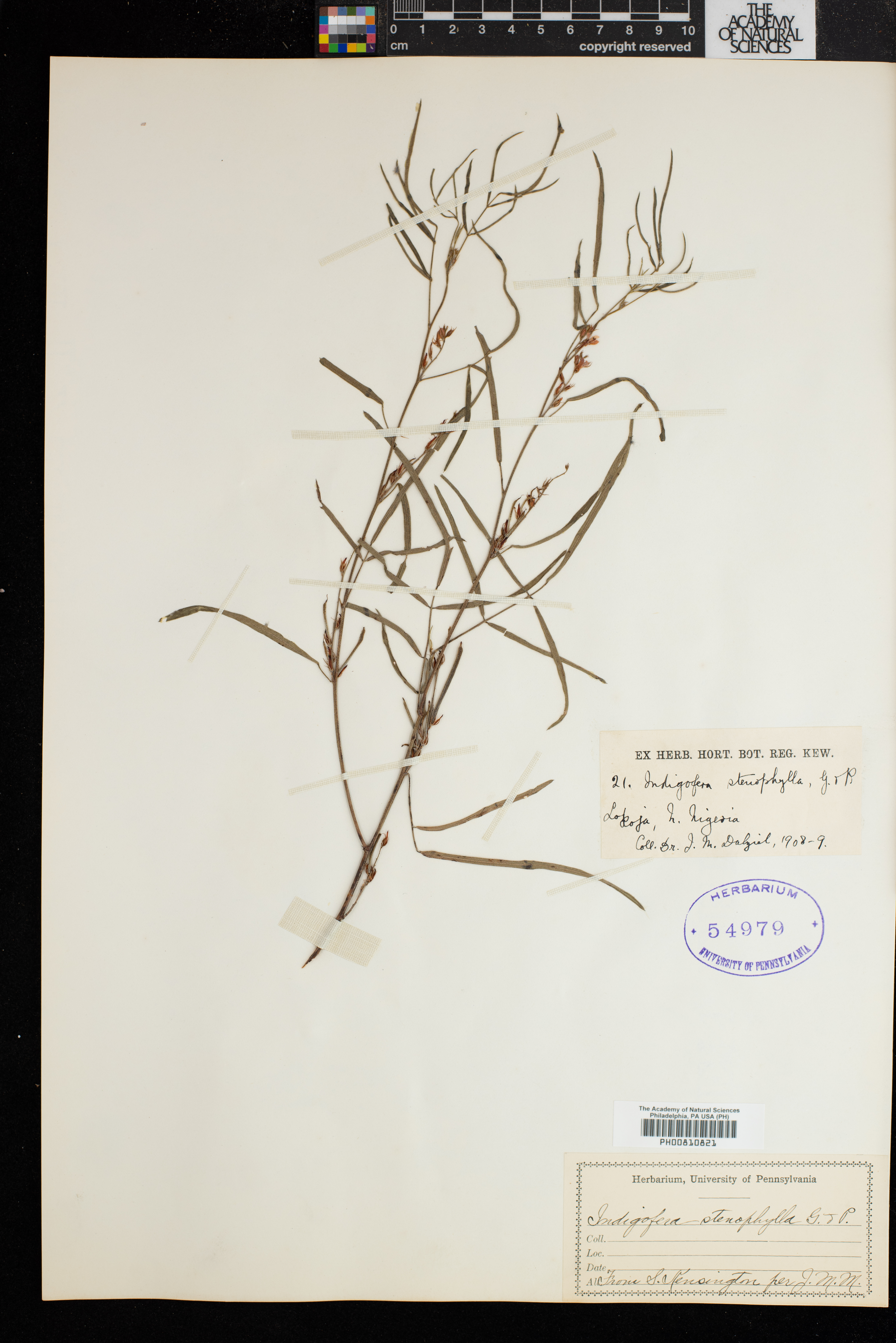 Indigofera stenophylla image