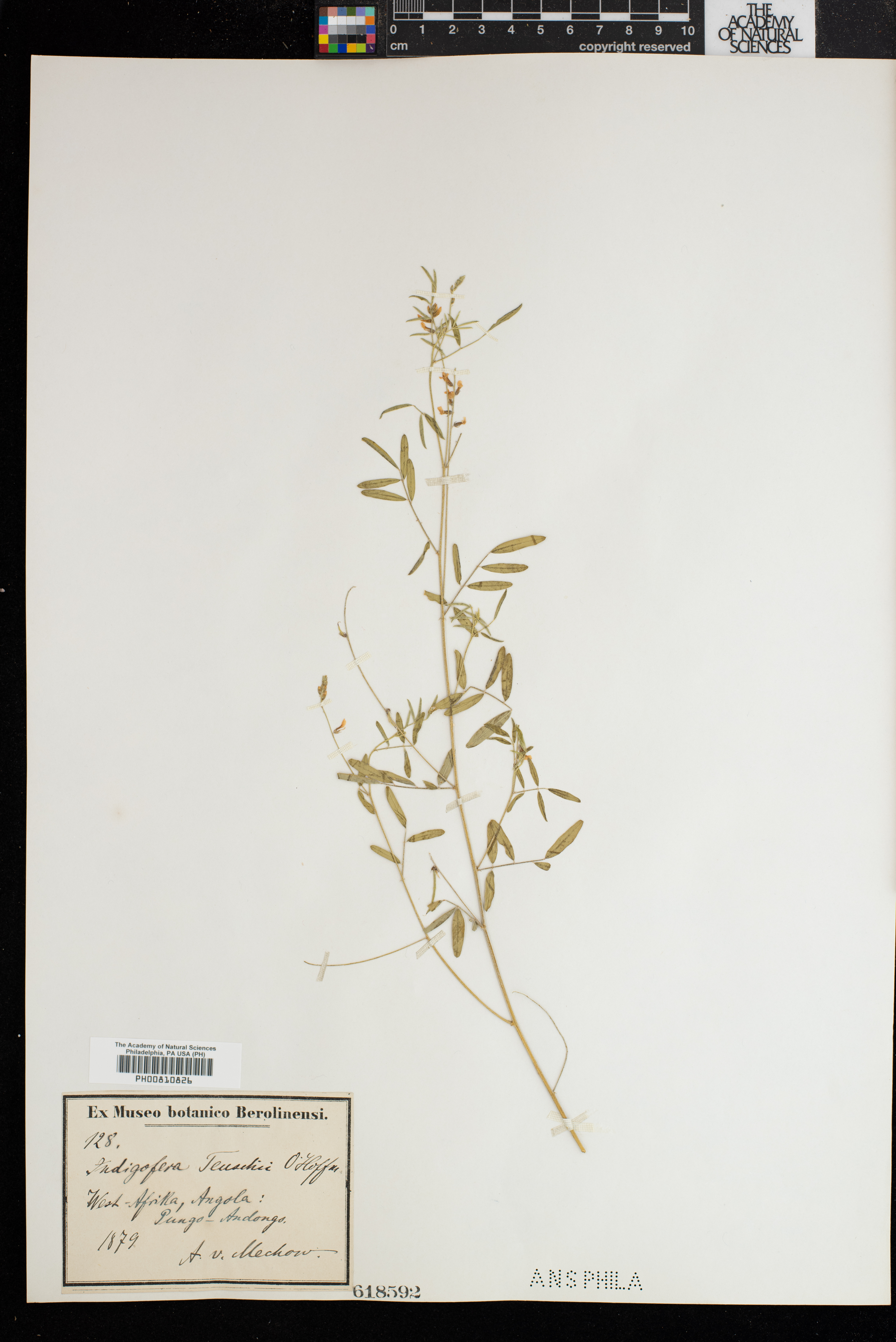 Indigastrum costatum subsp. theuschii image