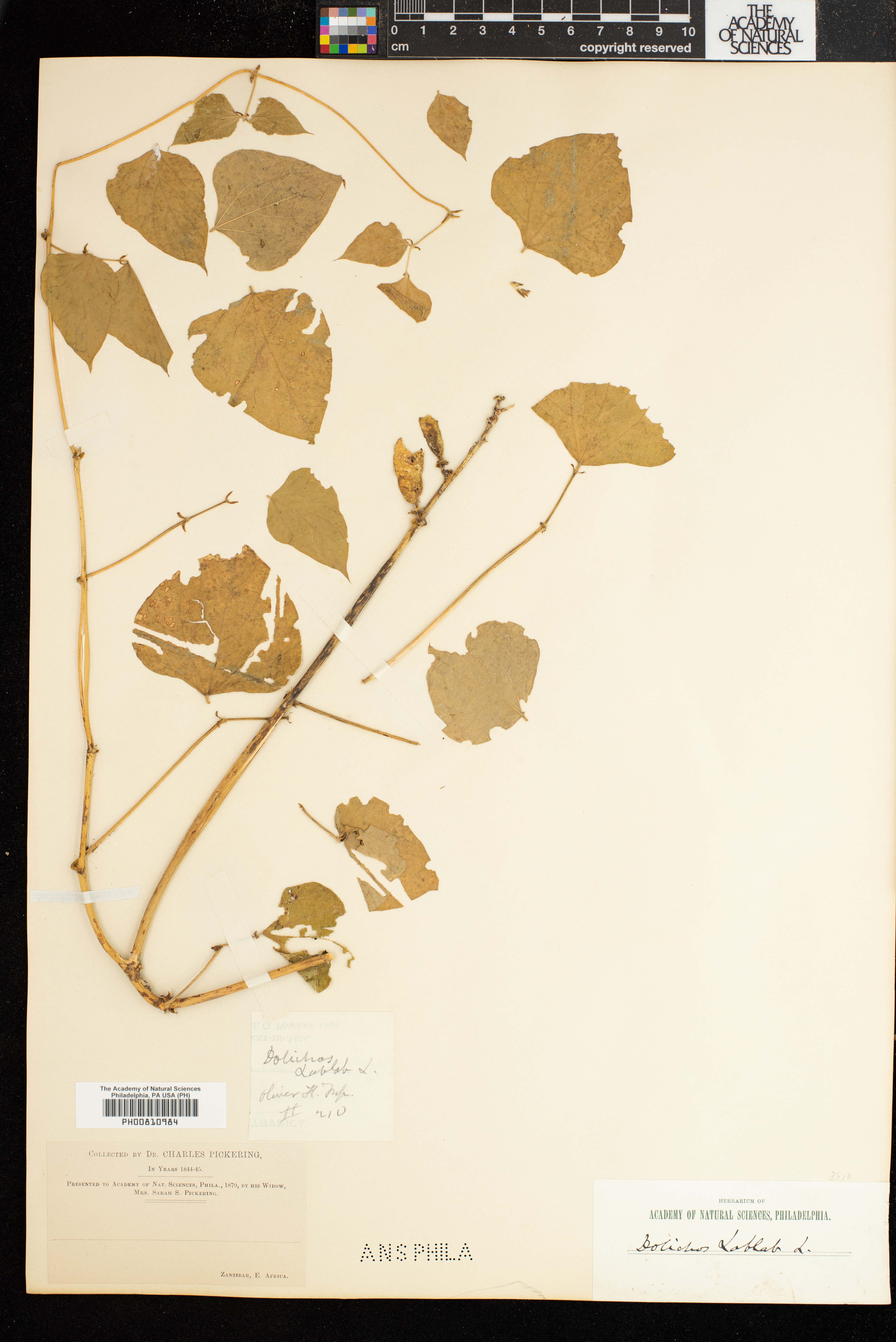 Lablab purpureus subsp. purpureus image