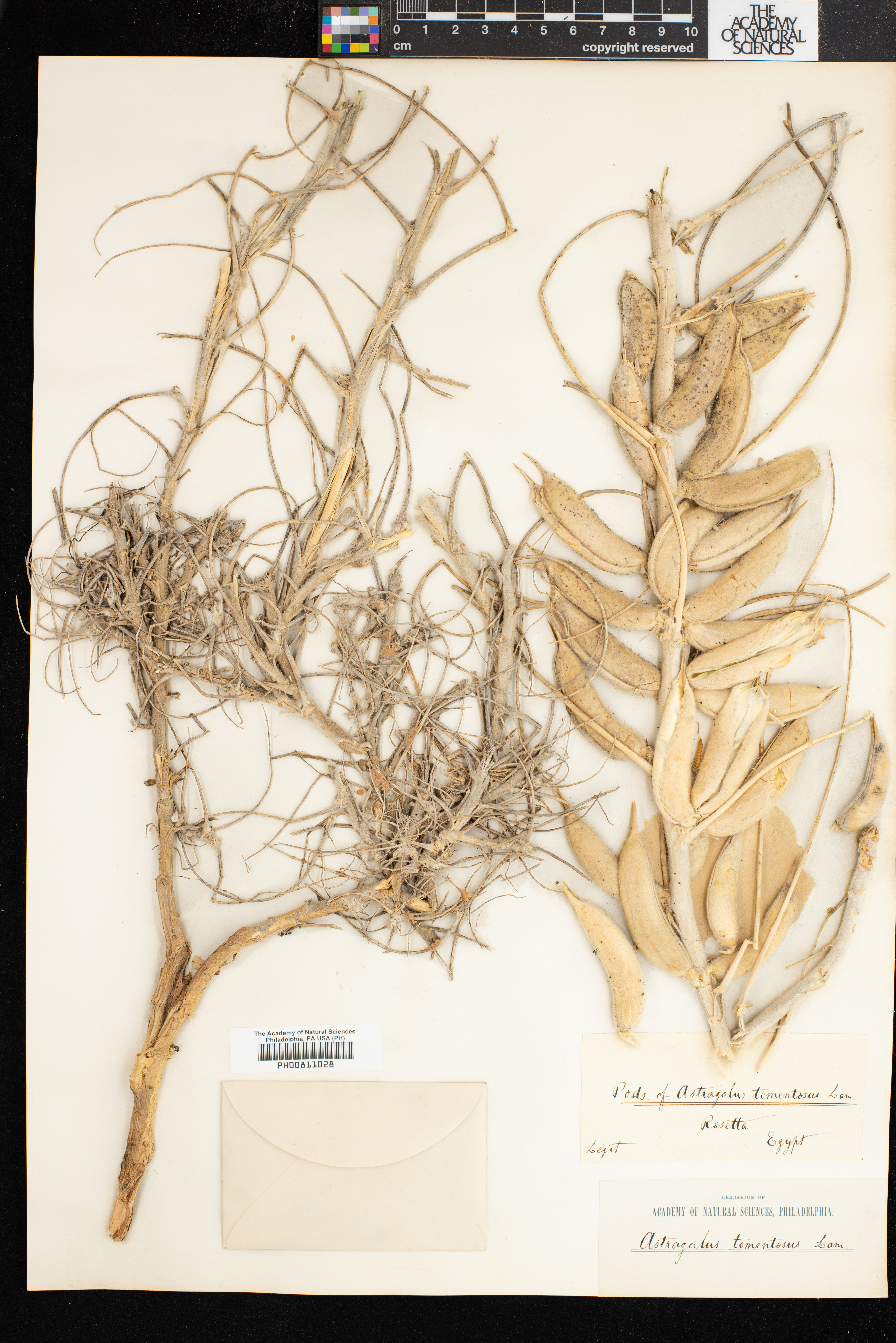 Astragalus fruticosus image