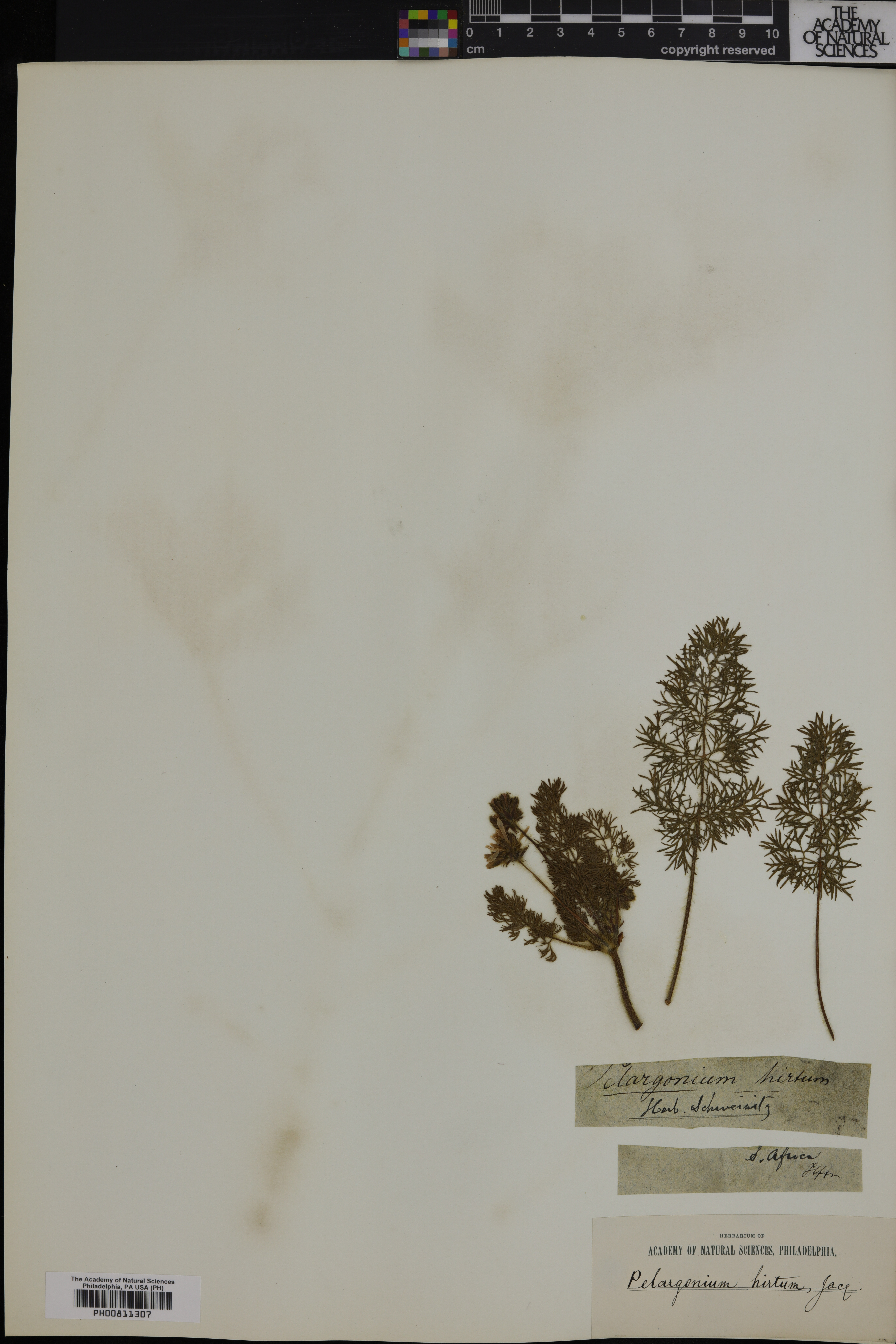 Pelargonium hirtum image