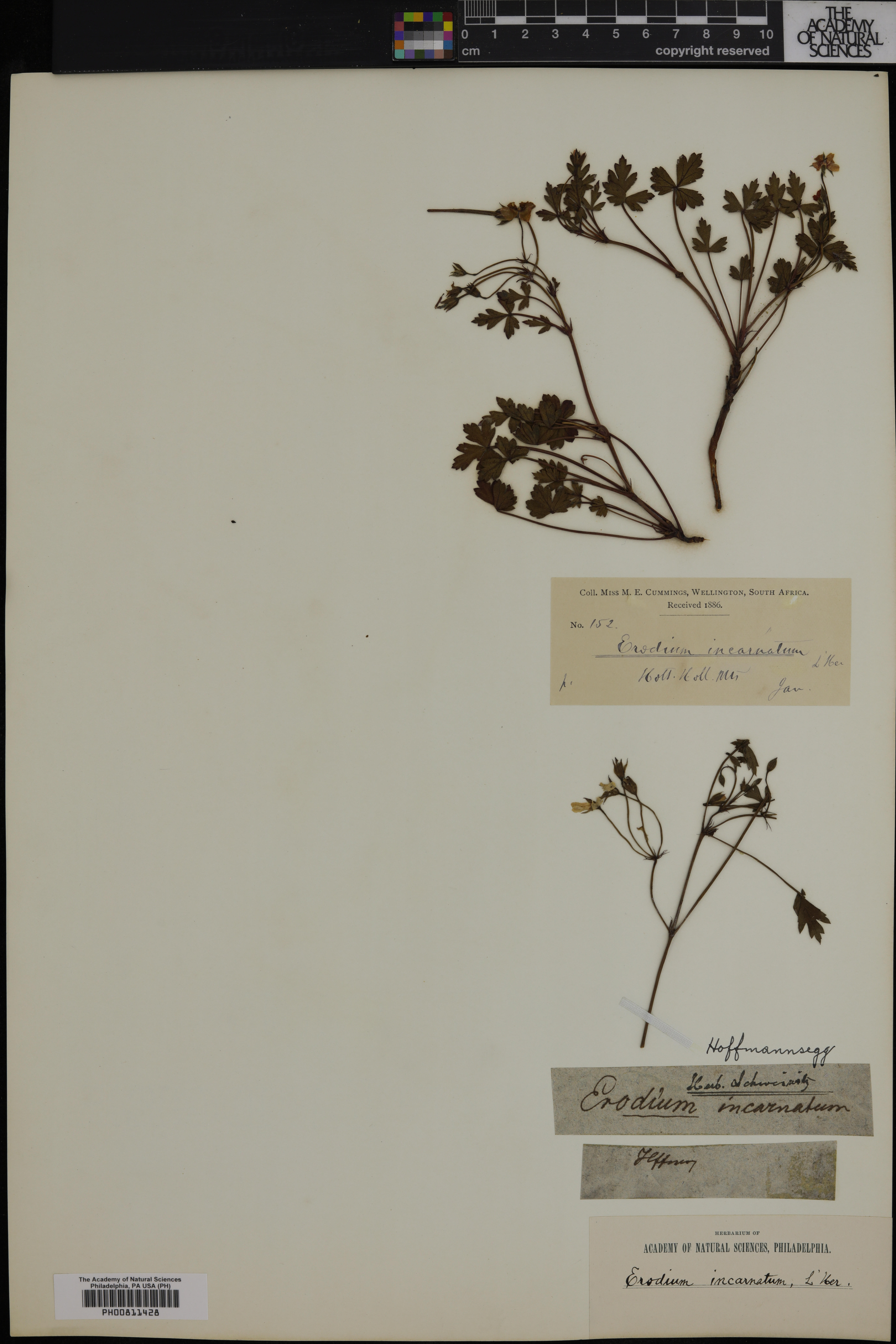 Geraniaceae image
