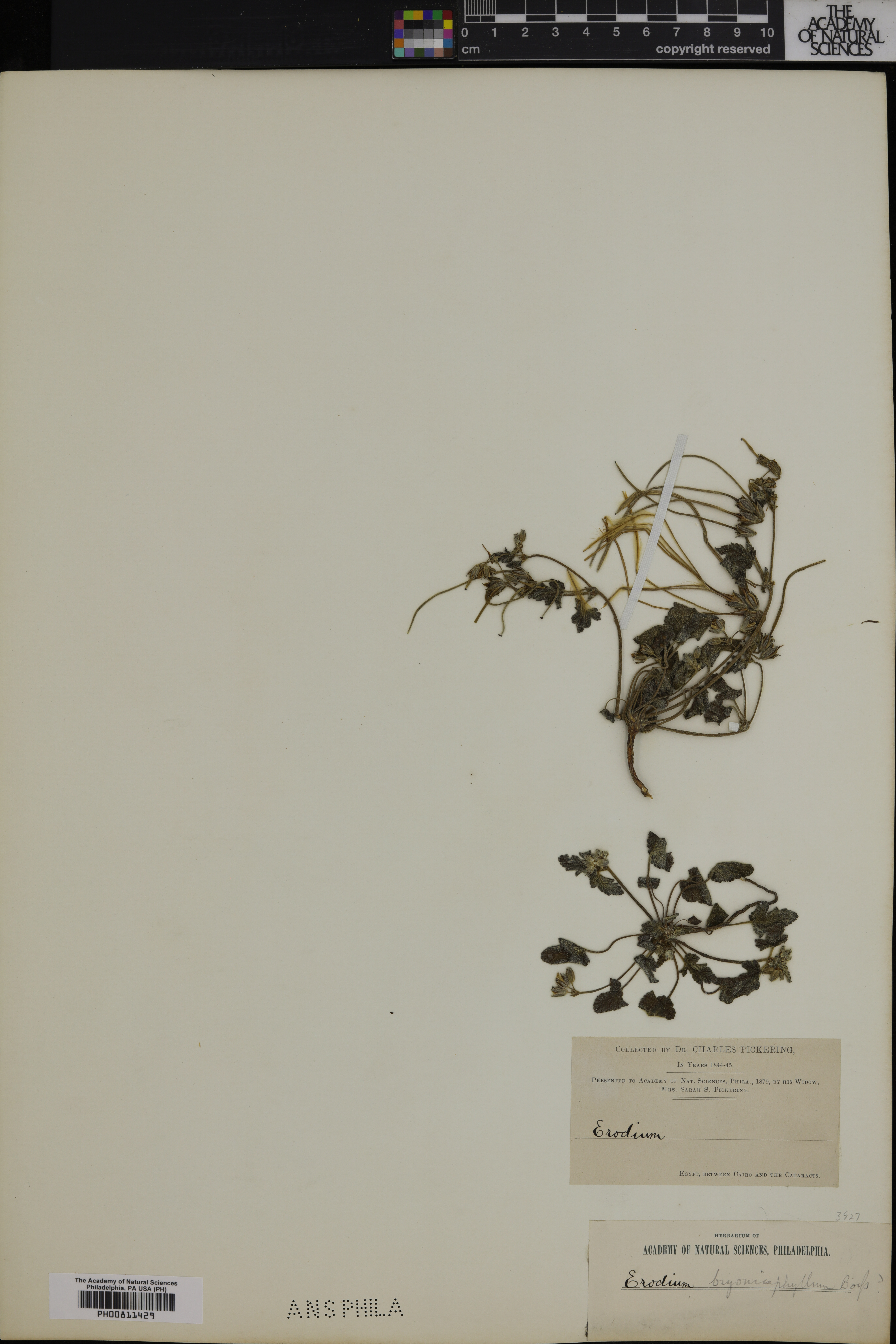 Erodium oxyrhinchum subsp. bryoniifolium image