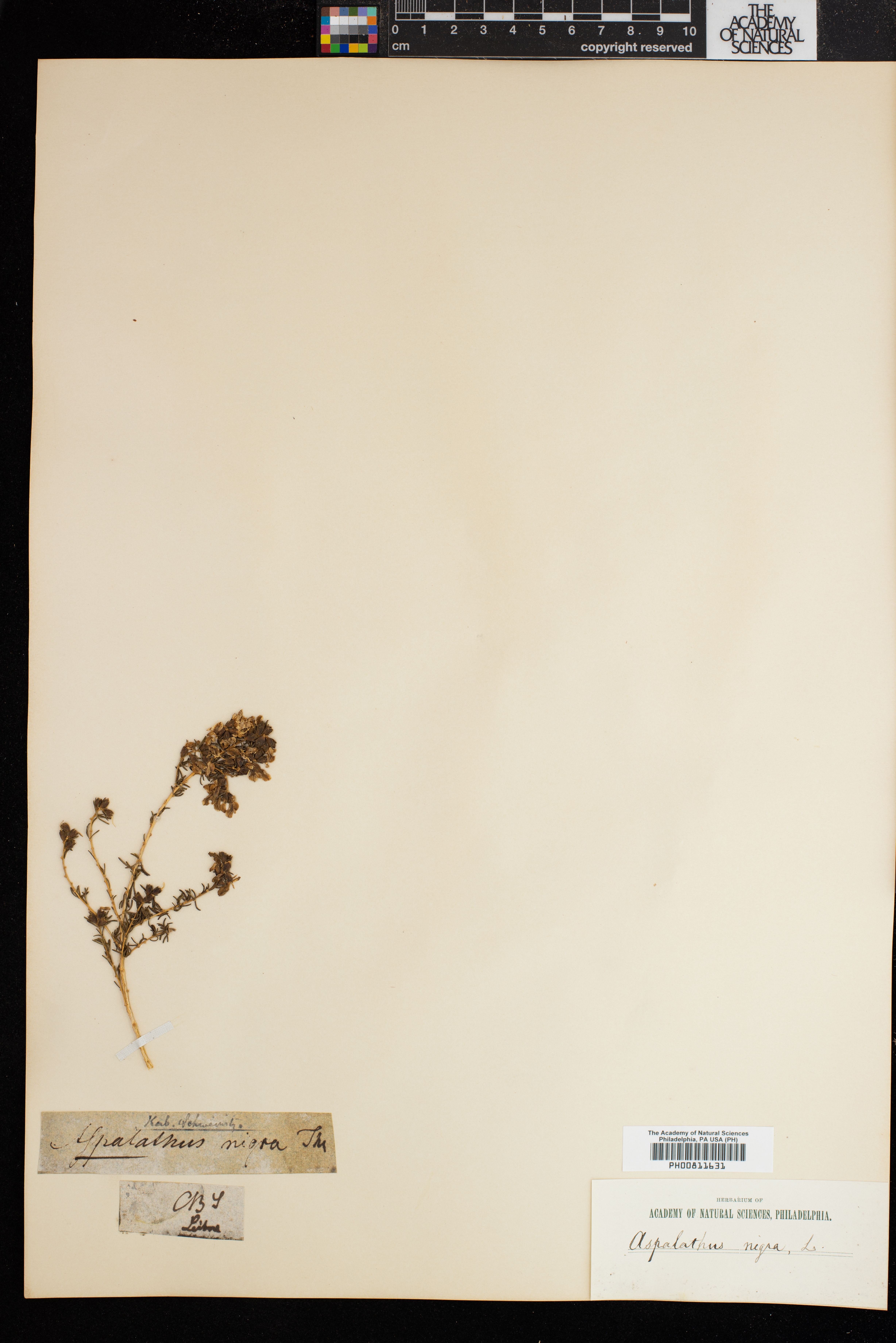 Aspalathus nigra image
