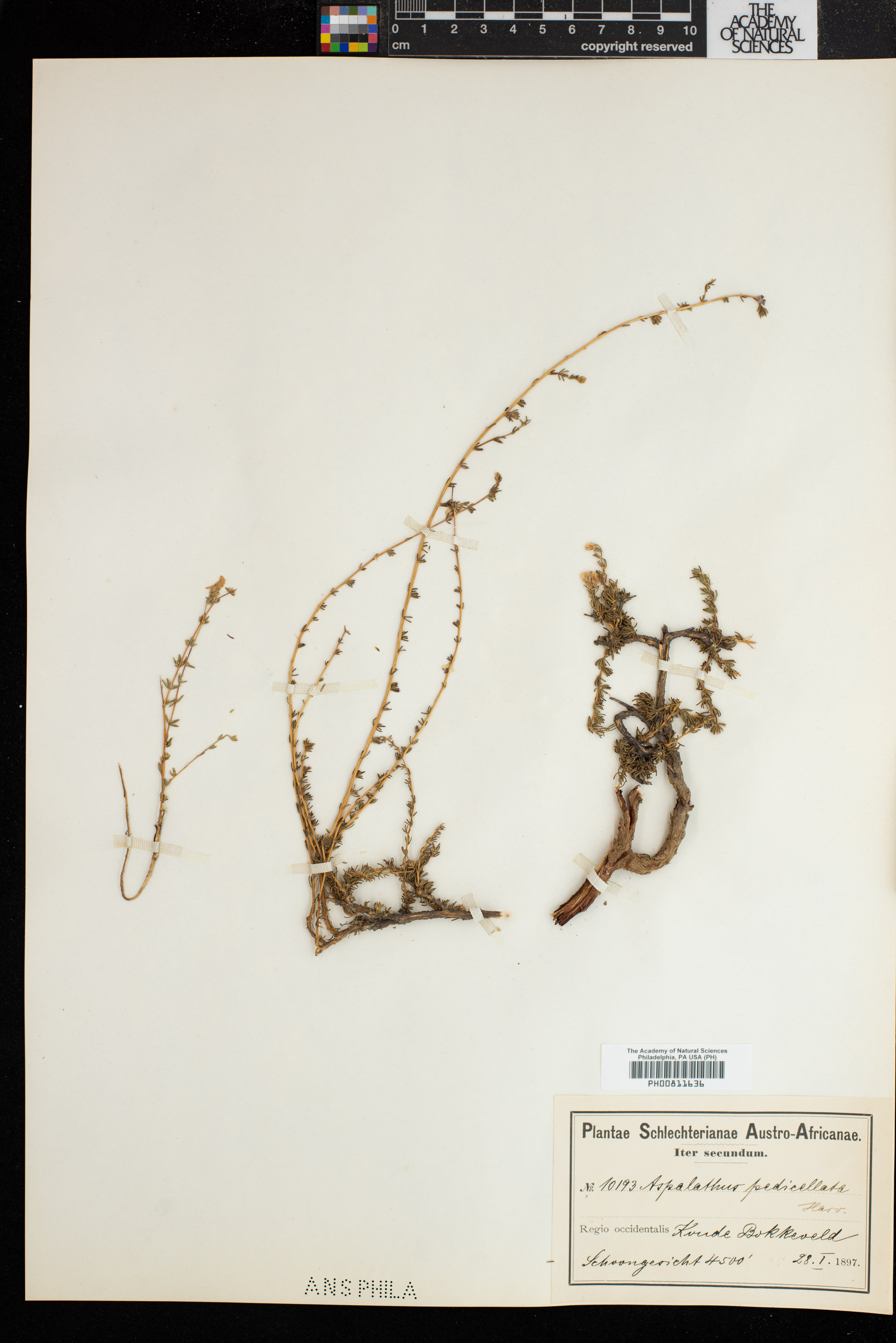 Aspalathus pedicellata image