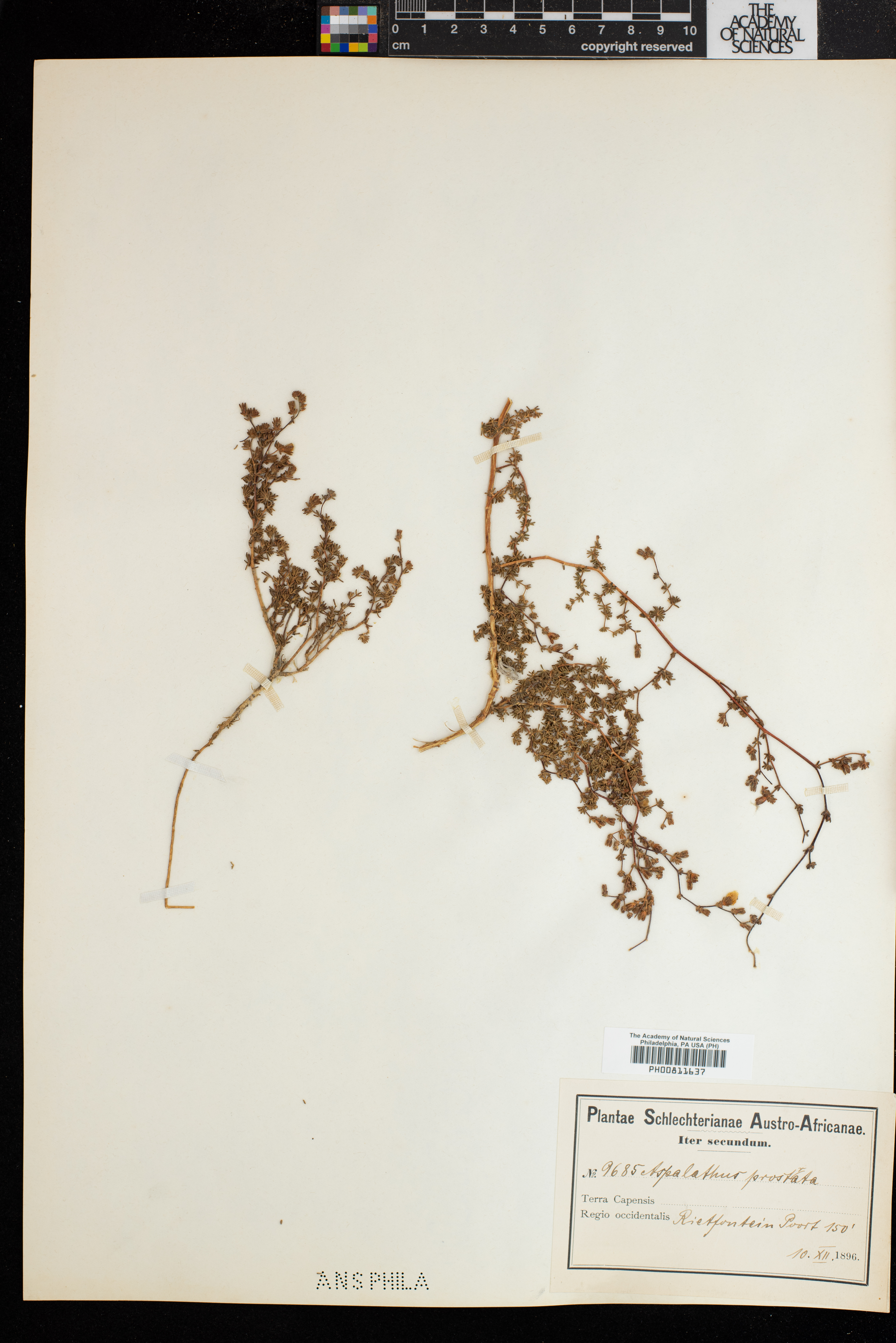 Aspalathus prostrata image