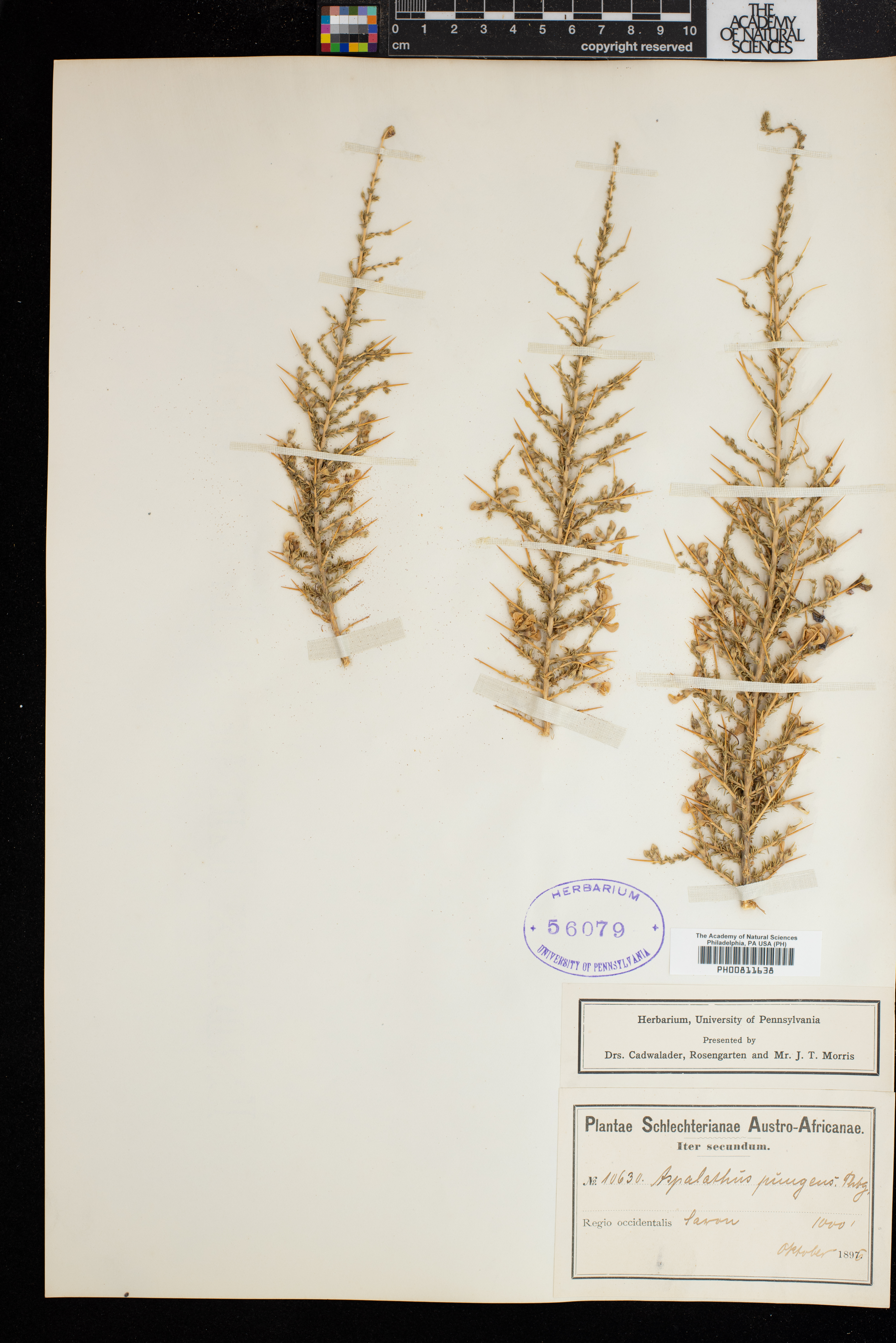 Aspalathus acuminata subsp. pungens image