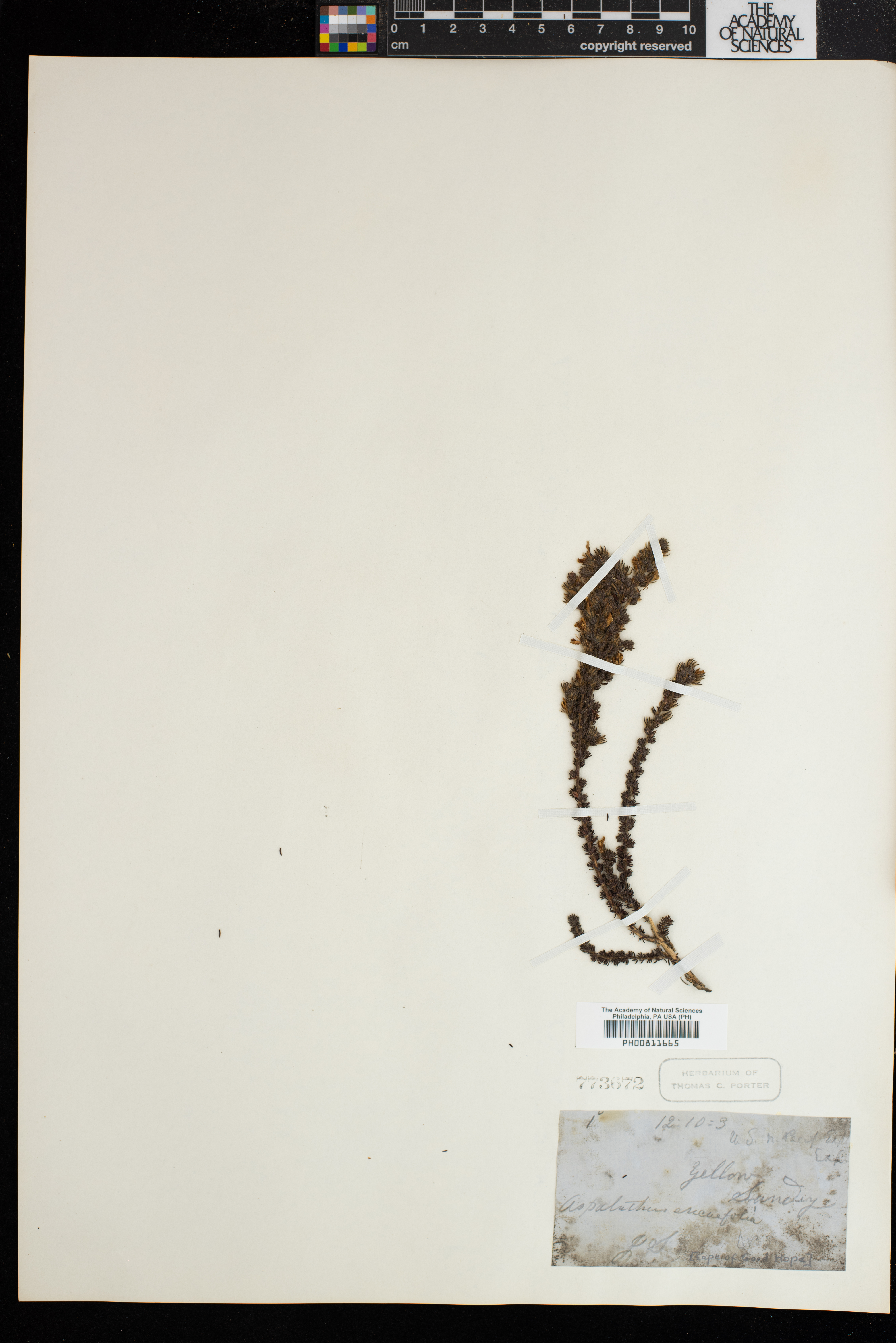 Aspalathus ericifolia image