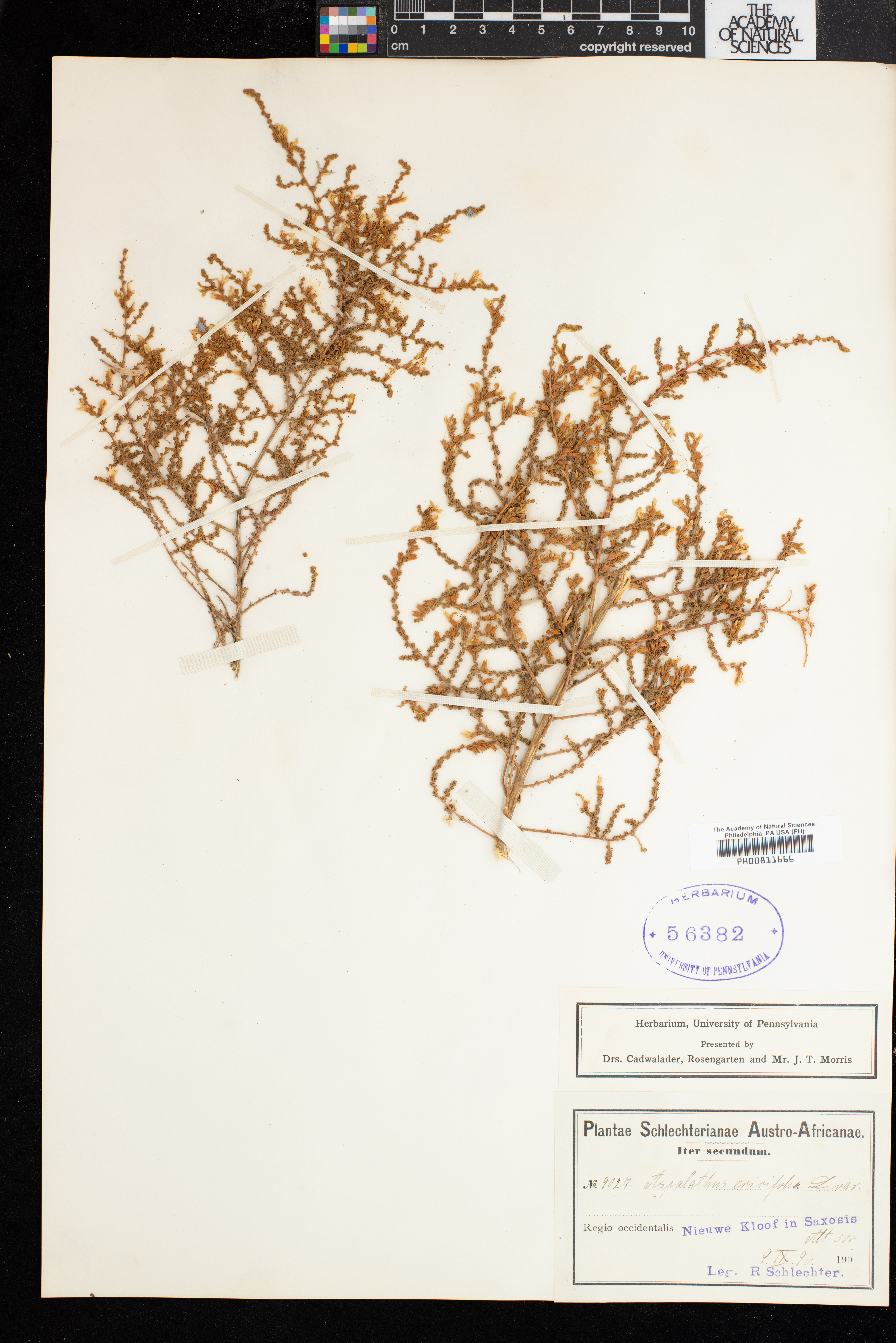 Aspalathus ericifolia image