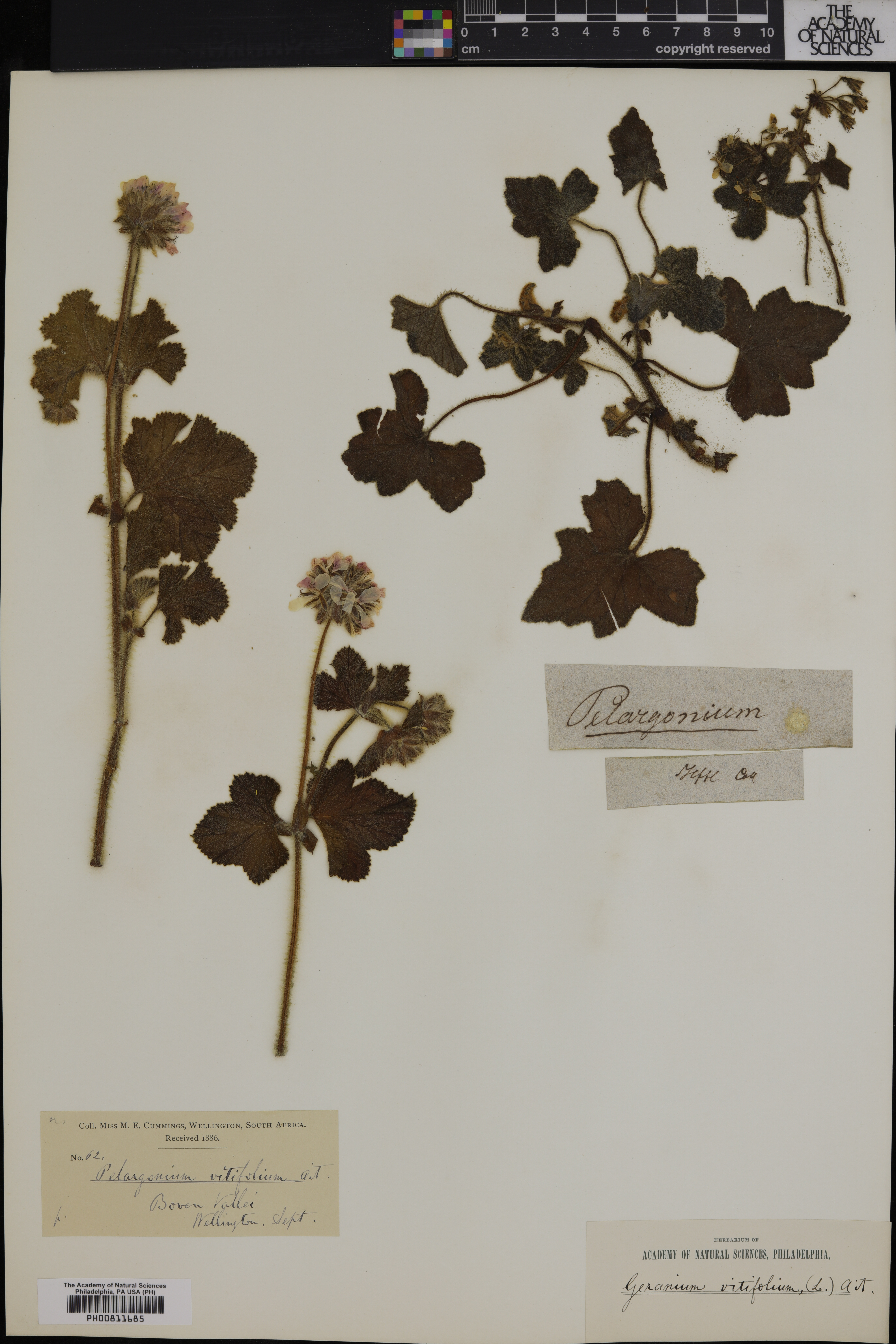 Pelargonium vitifolium image