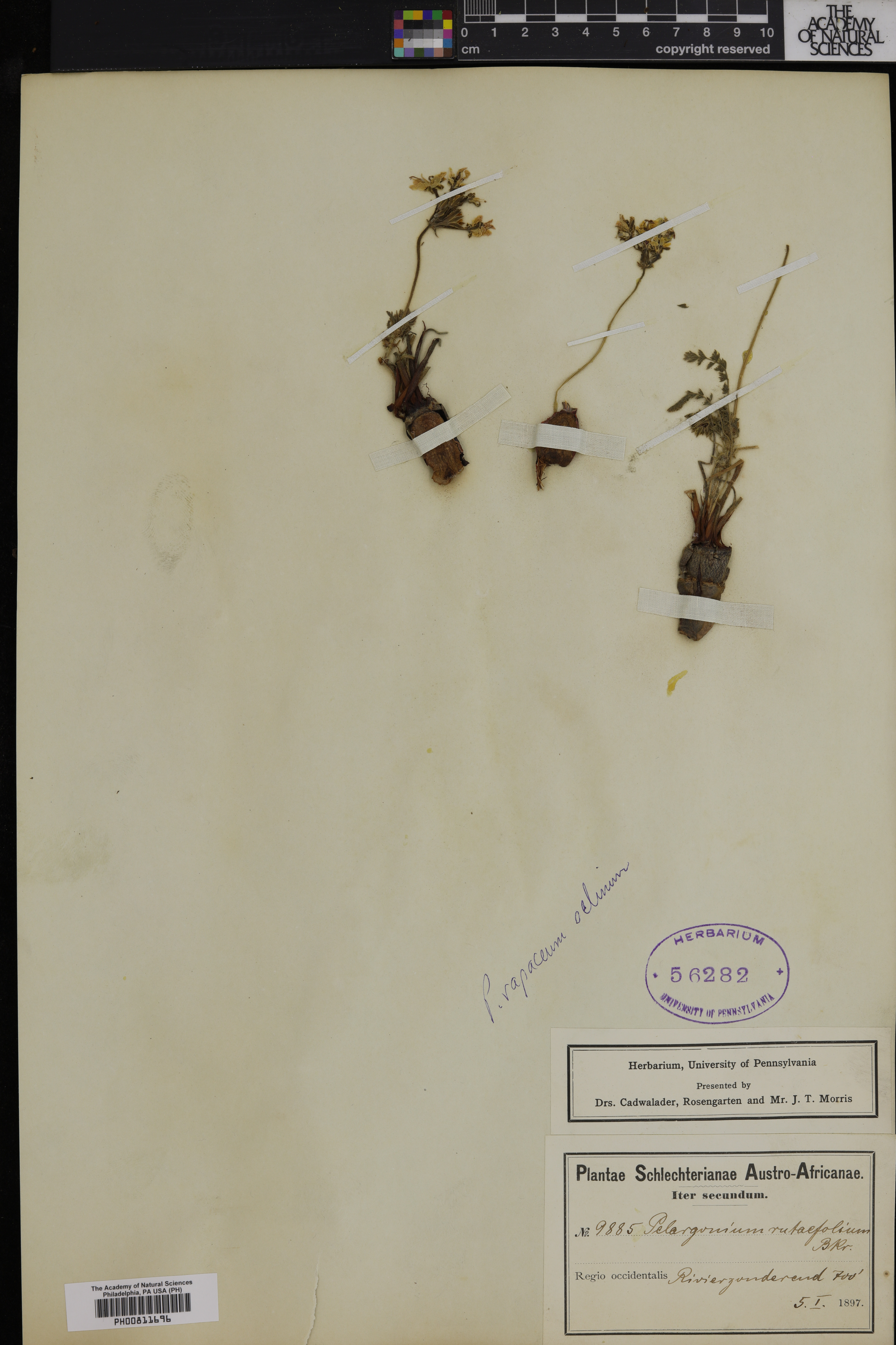 Pelargonium rapaceum image