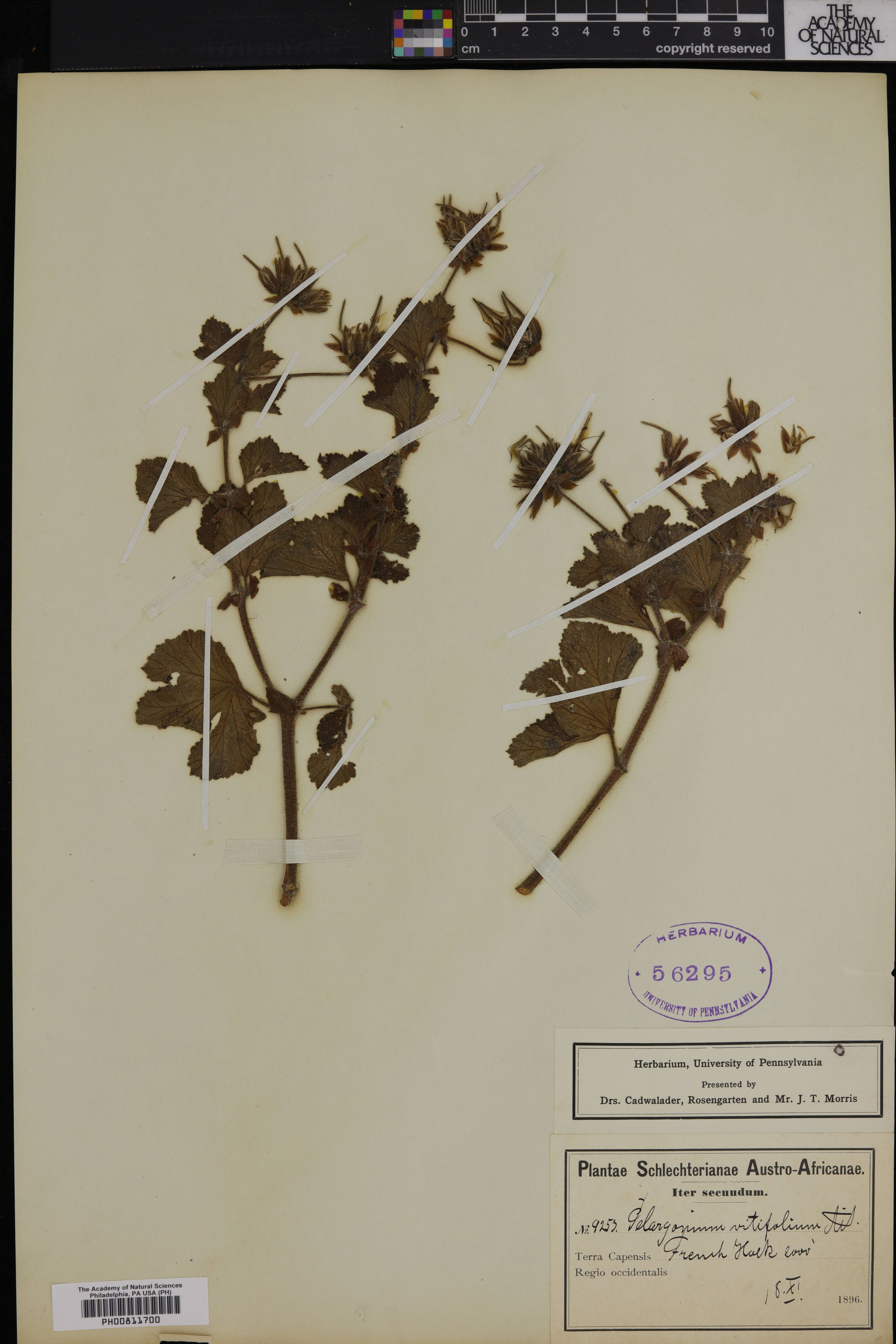 Pelargonium vitifolium image